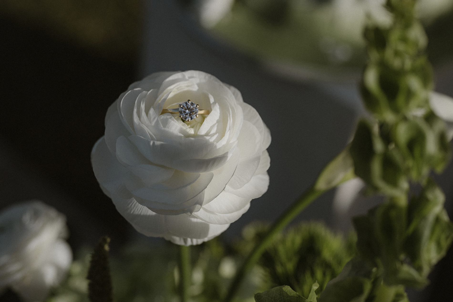 A white flower with a diamond engagement ring placed in the center of its petals. Green leaves and stems are visible around the flower.