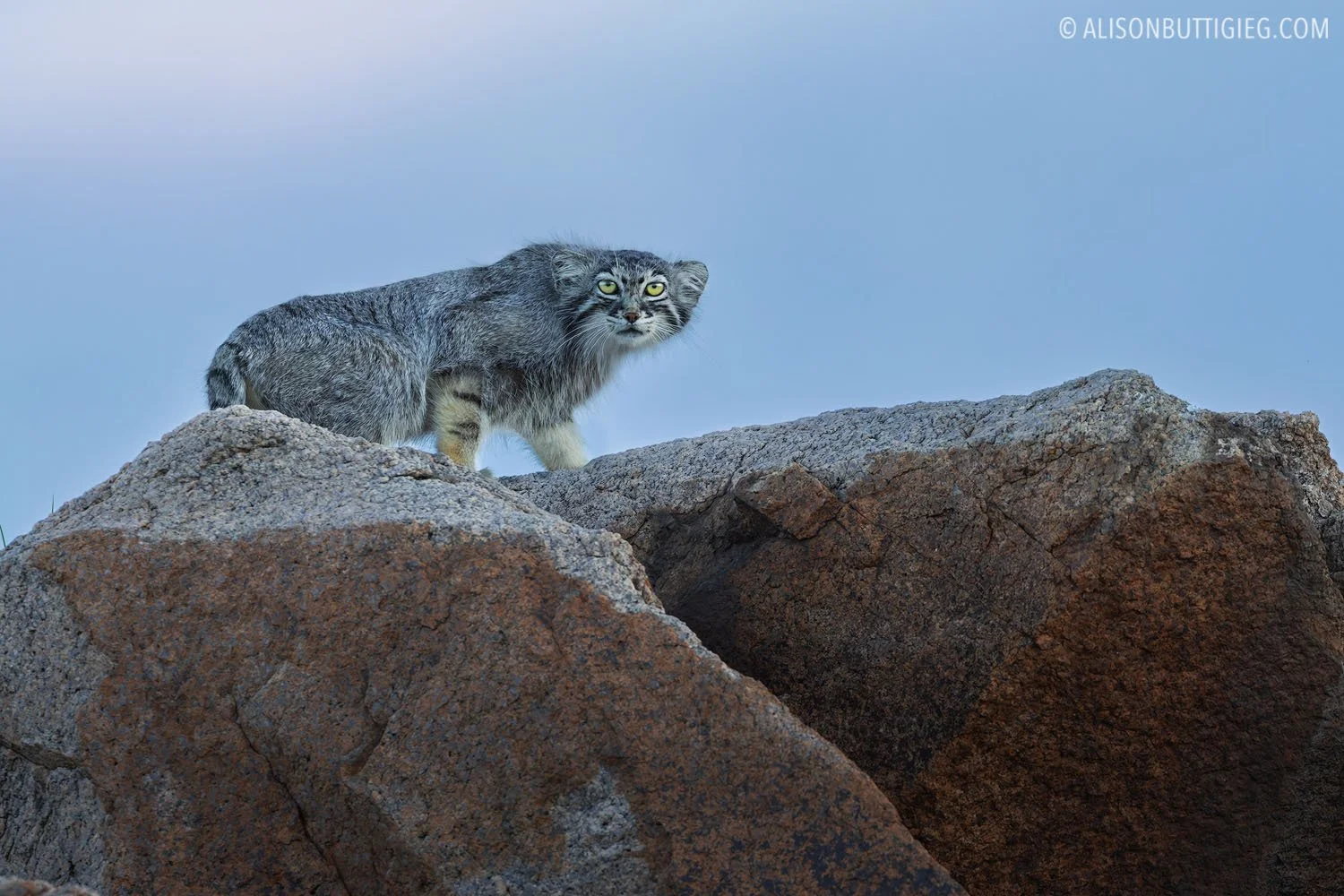 A very rare and elusive wild Pallas's Cat, aka Manul ethically photographed in the steppe of Mongolia.   