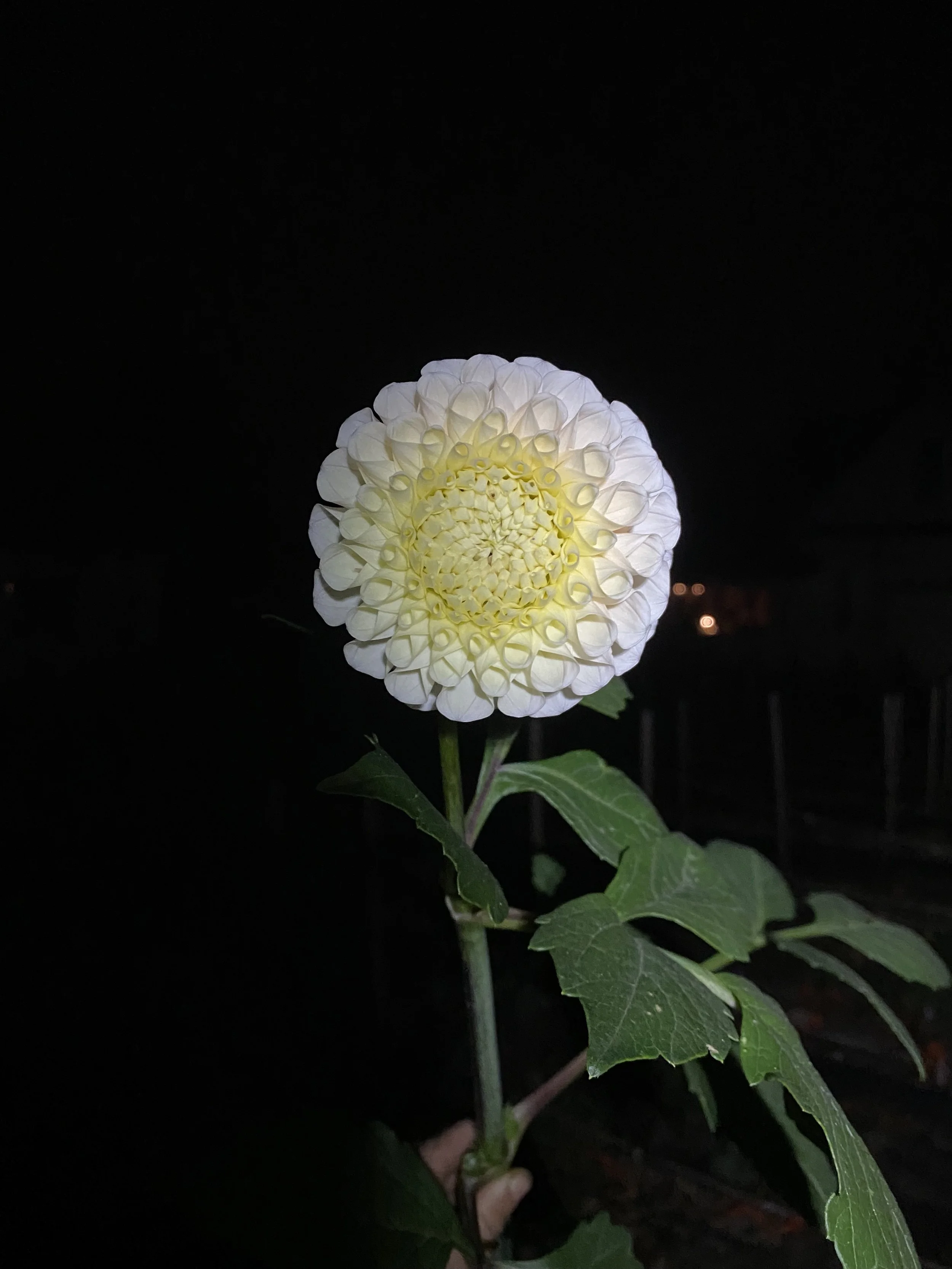 IMG_0889.jpeg