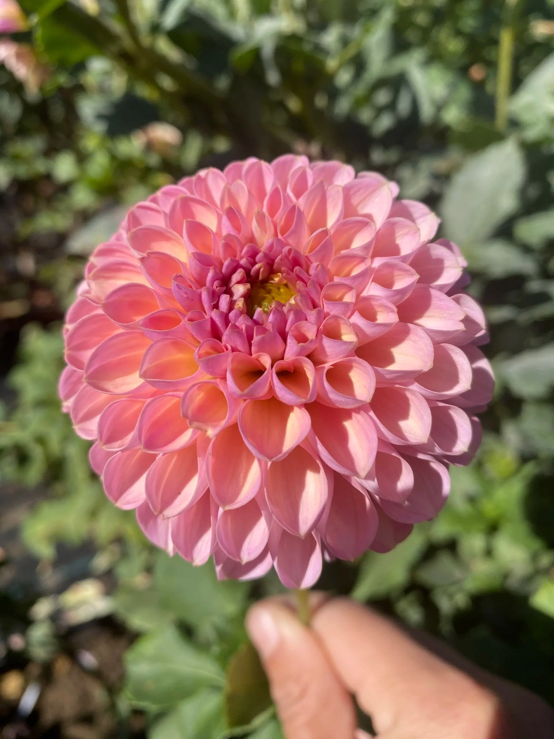 HAMARI ROSE