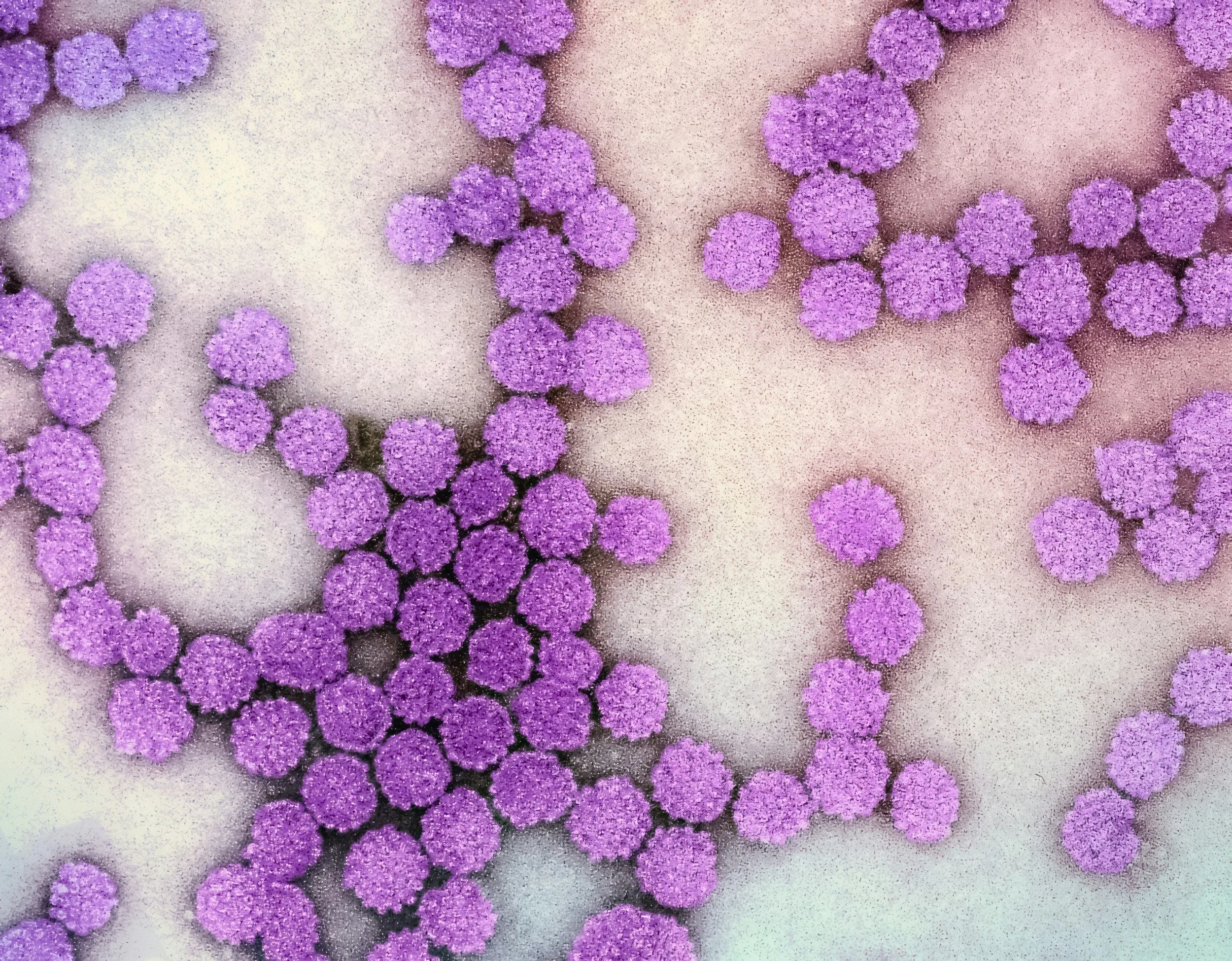 Several purple bacteria