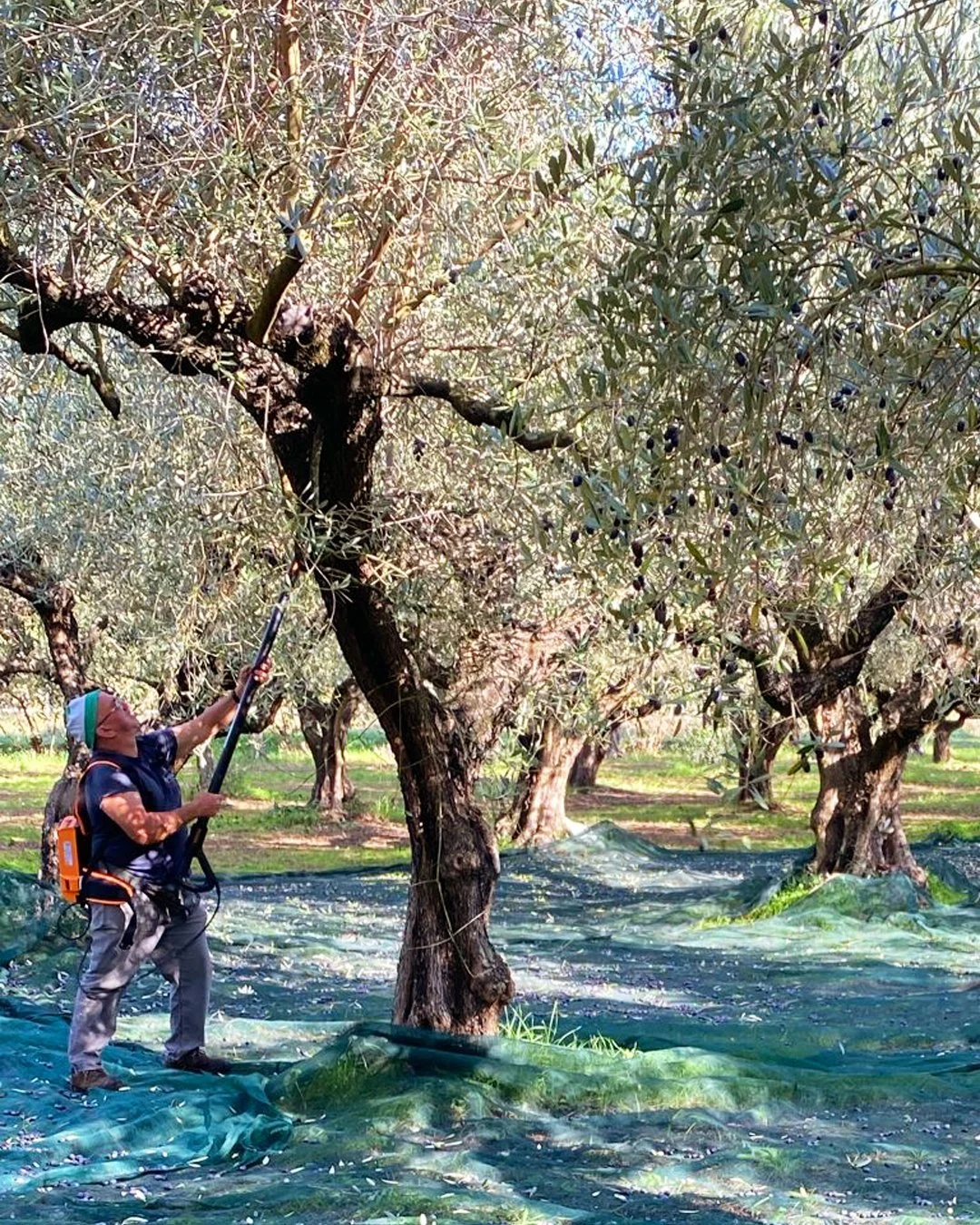 A person harvesting olives from a tree in an olive grove during daytime, using a harvest rake while standing on a ground covered with netting.
