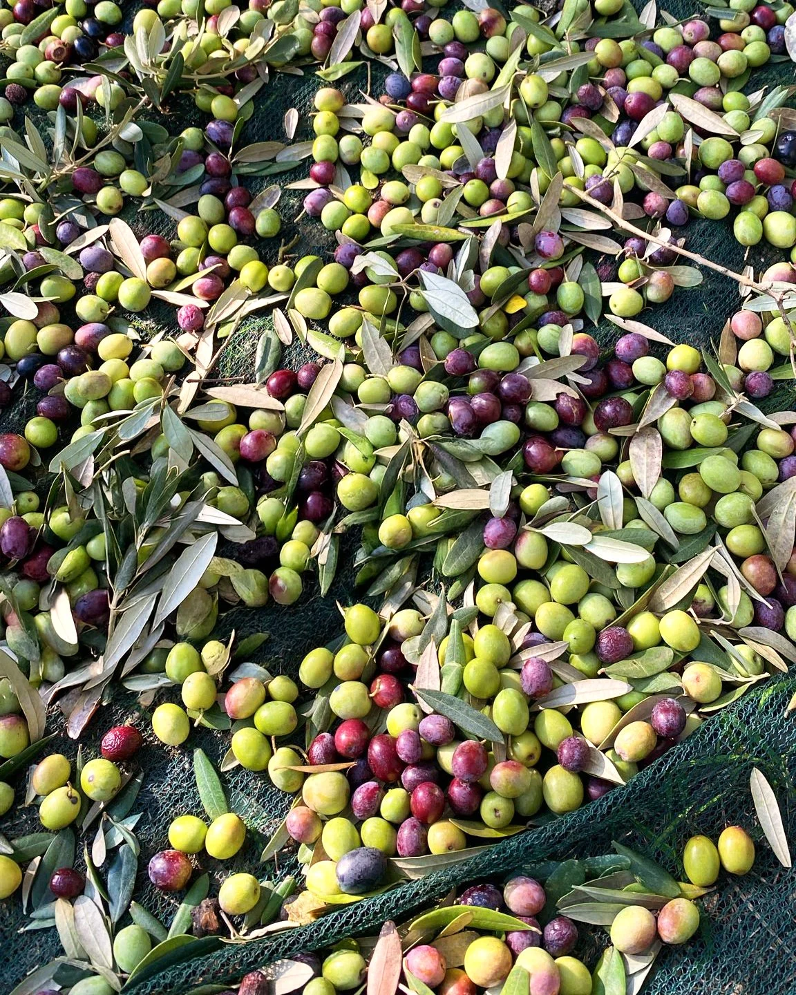 Olives in green and purple colors with some leaves scattered around, lying on a green net.
