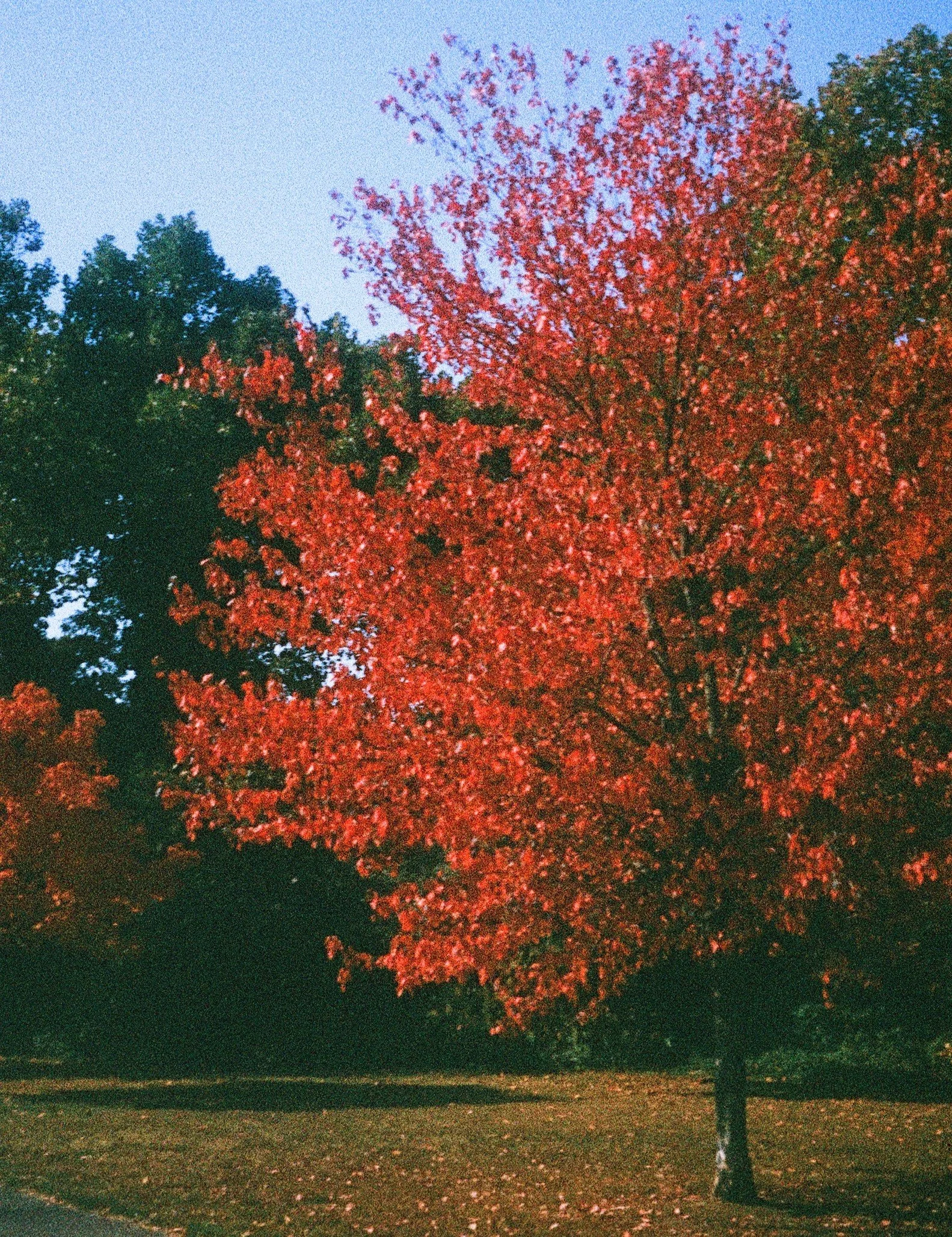 A red maple tree with leaves changing color stands in a park at dusk, with a few other trees visible and a clear sky. Peaceful energy - Photo by Pablo Cerdera