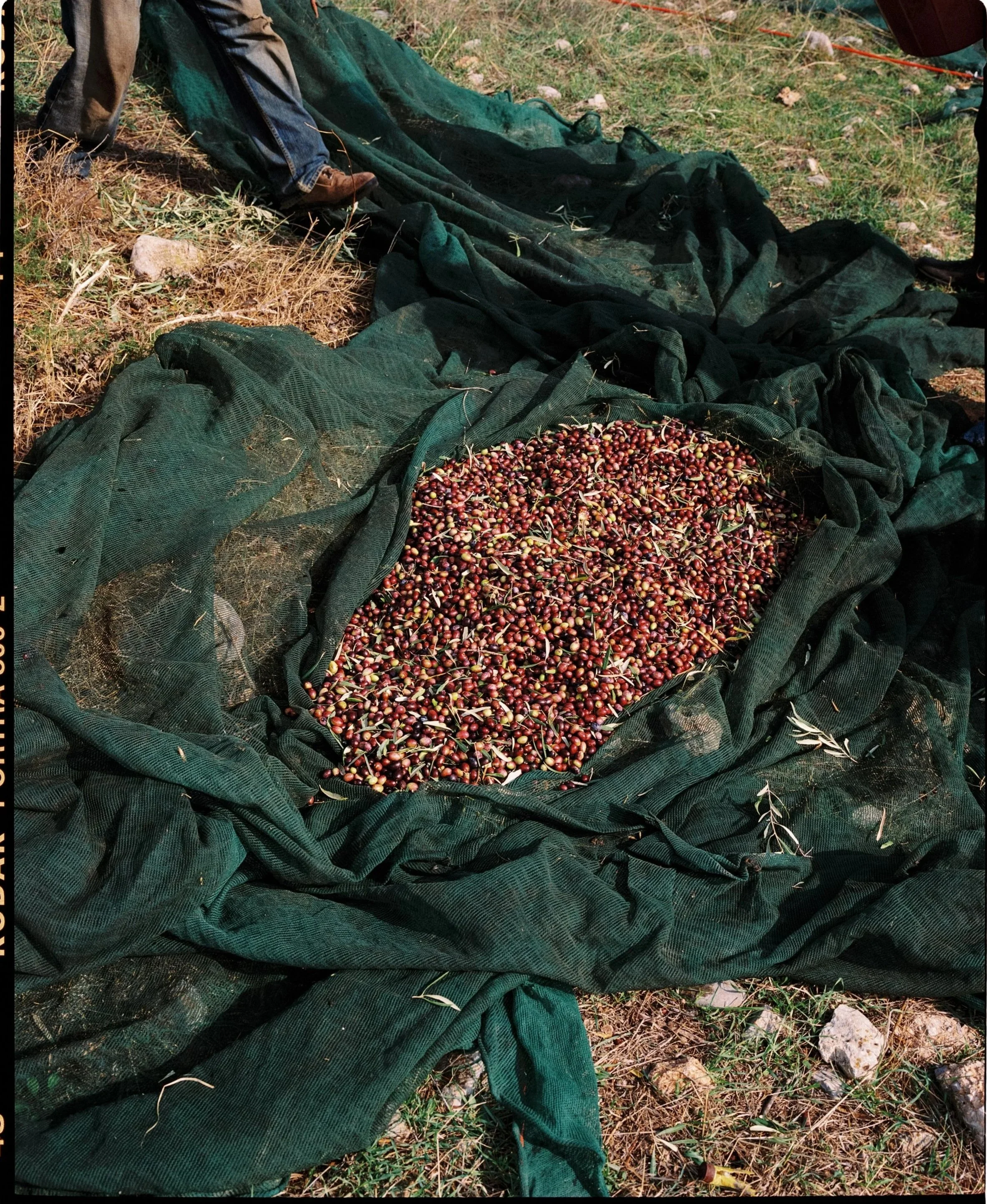 Freshly harvested olives in a green net laid on the ground outdoors.