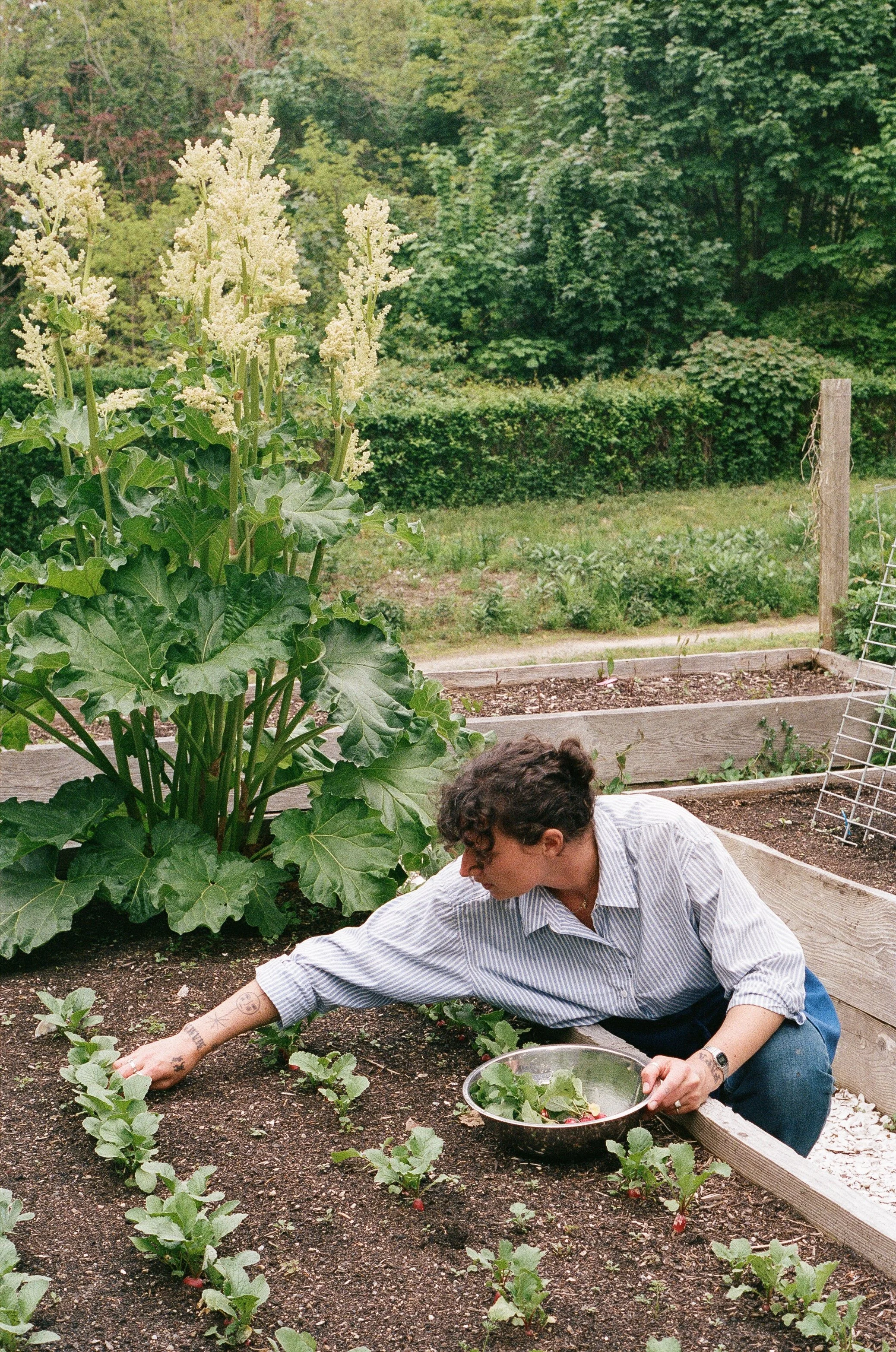 A woman harvesting radishes in a garden with large leafy plants and smaller radish plants in the soil.