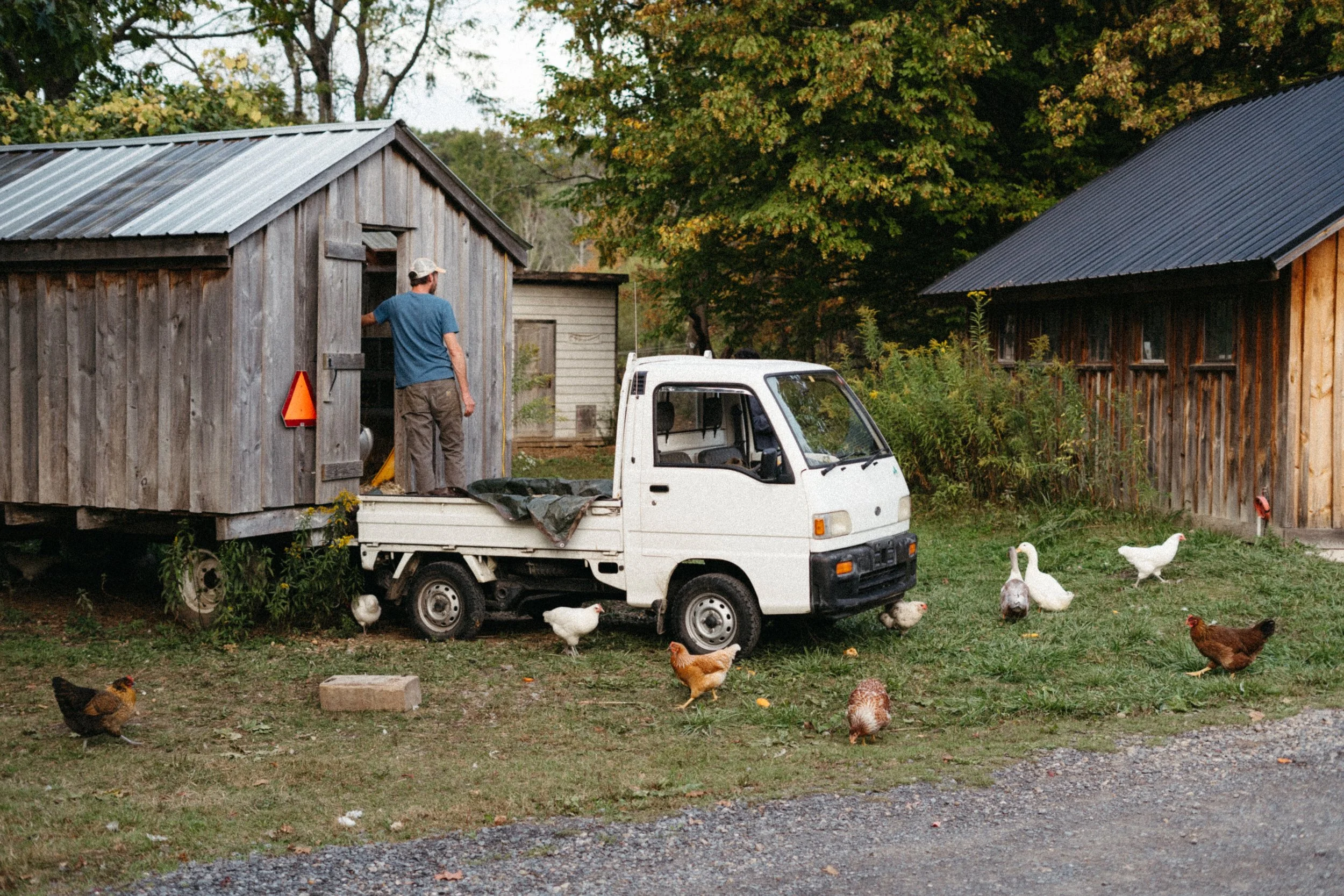 A man stands inside a wooden shed, next to a small white mini truck, with chickens and ducks roaming on the grassy yard outside, surrounded by trees and other wooden structures.