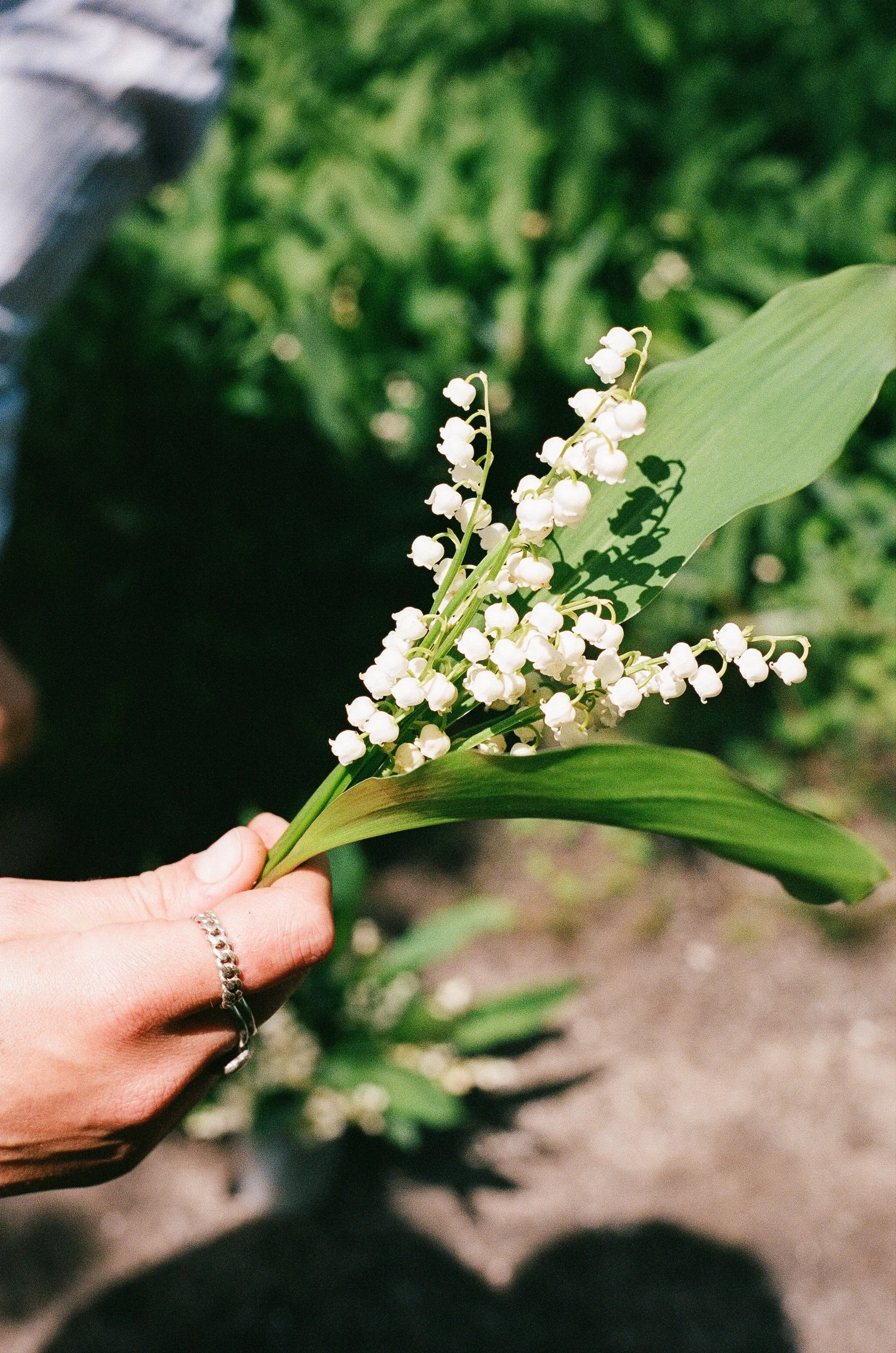 Person holding a small bouquet of lily of the valley flowers with green leaves in a garden.