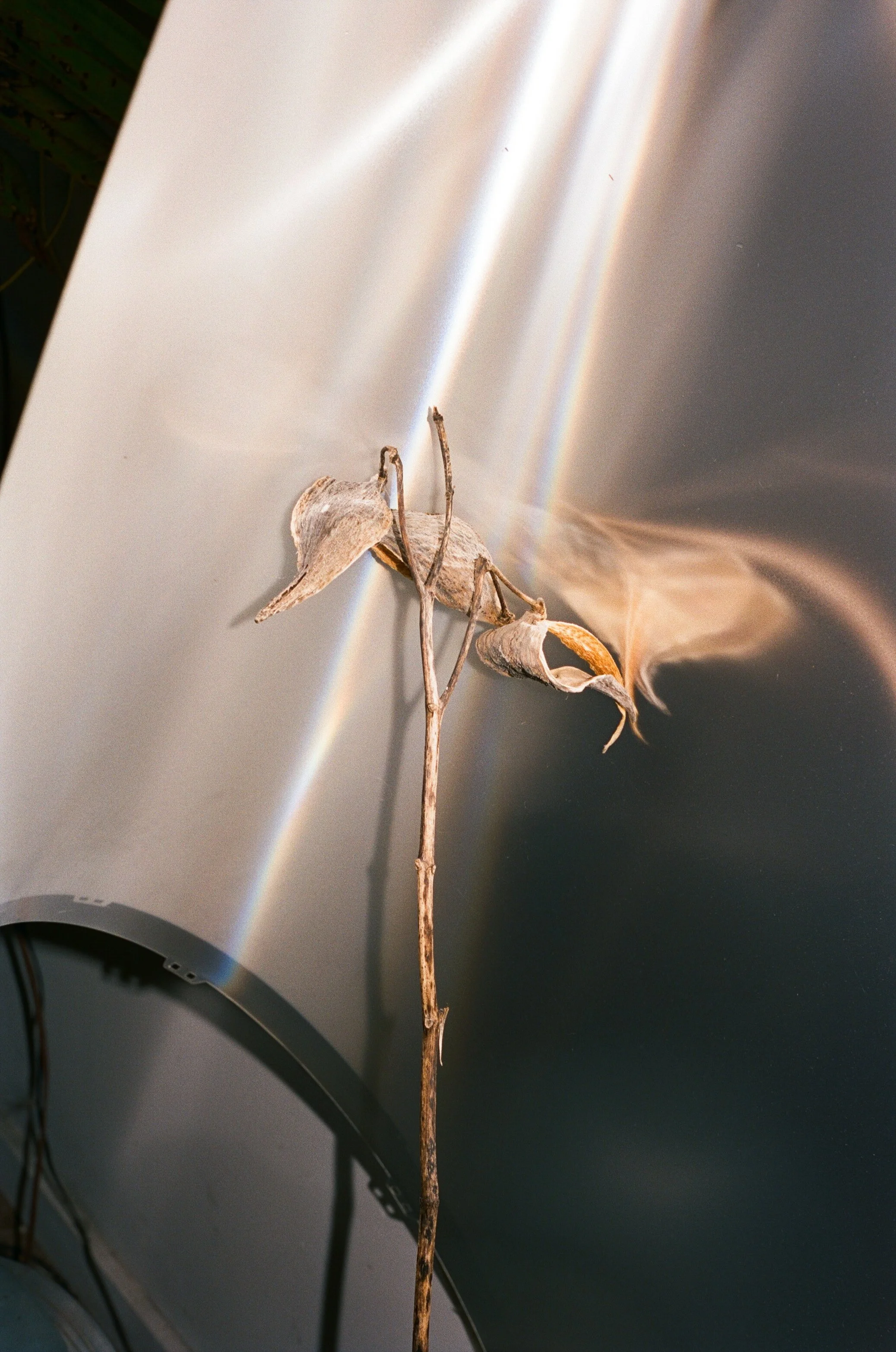 A dried, curled leaf attached to a thin twig resting against a reflective metallic surface.
