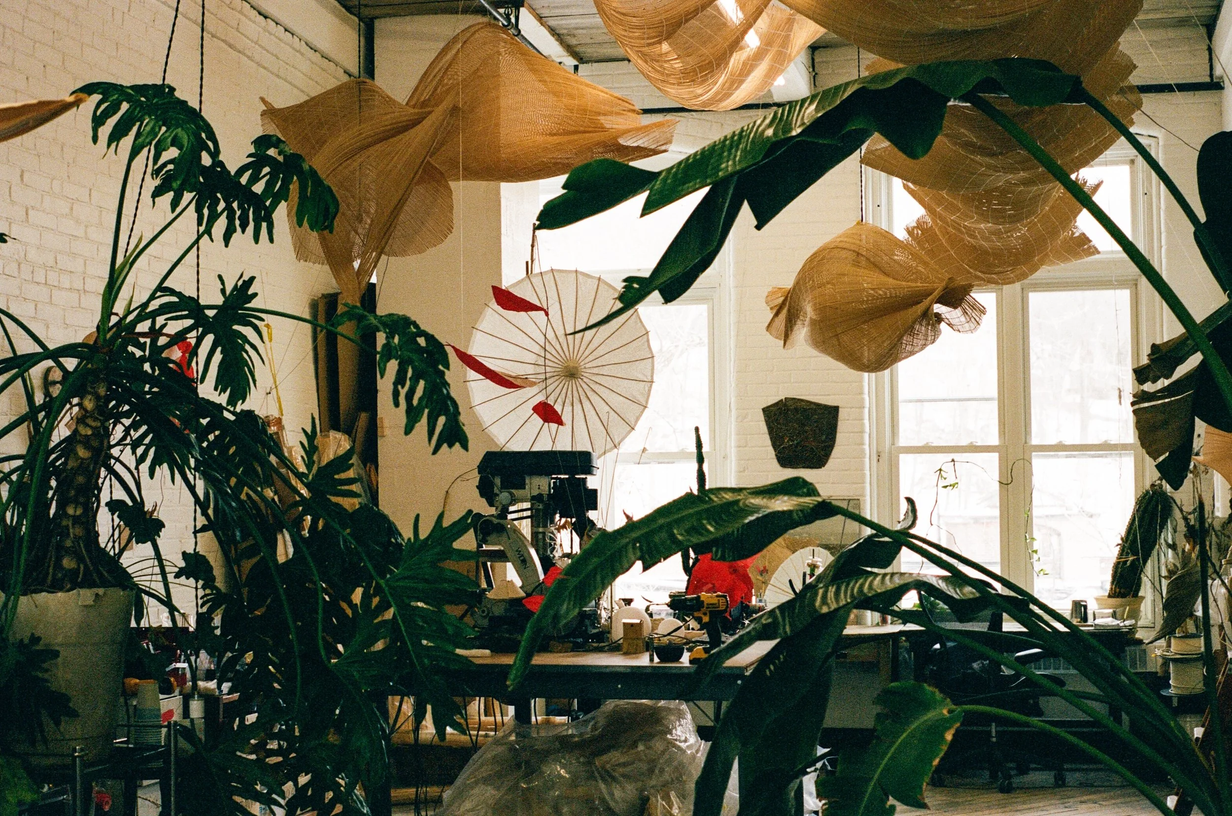Indoor workspace filled with large green plants and decorative umbrellas hanging from the ceiling, bright windows in the background.