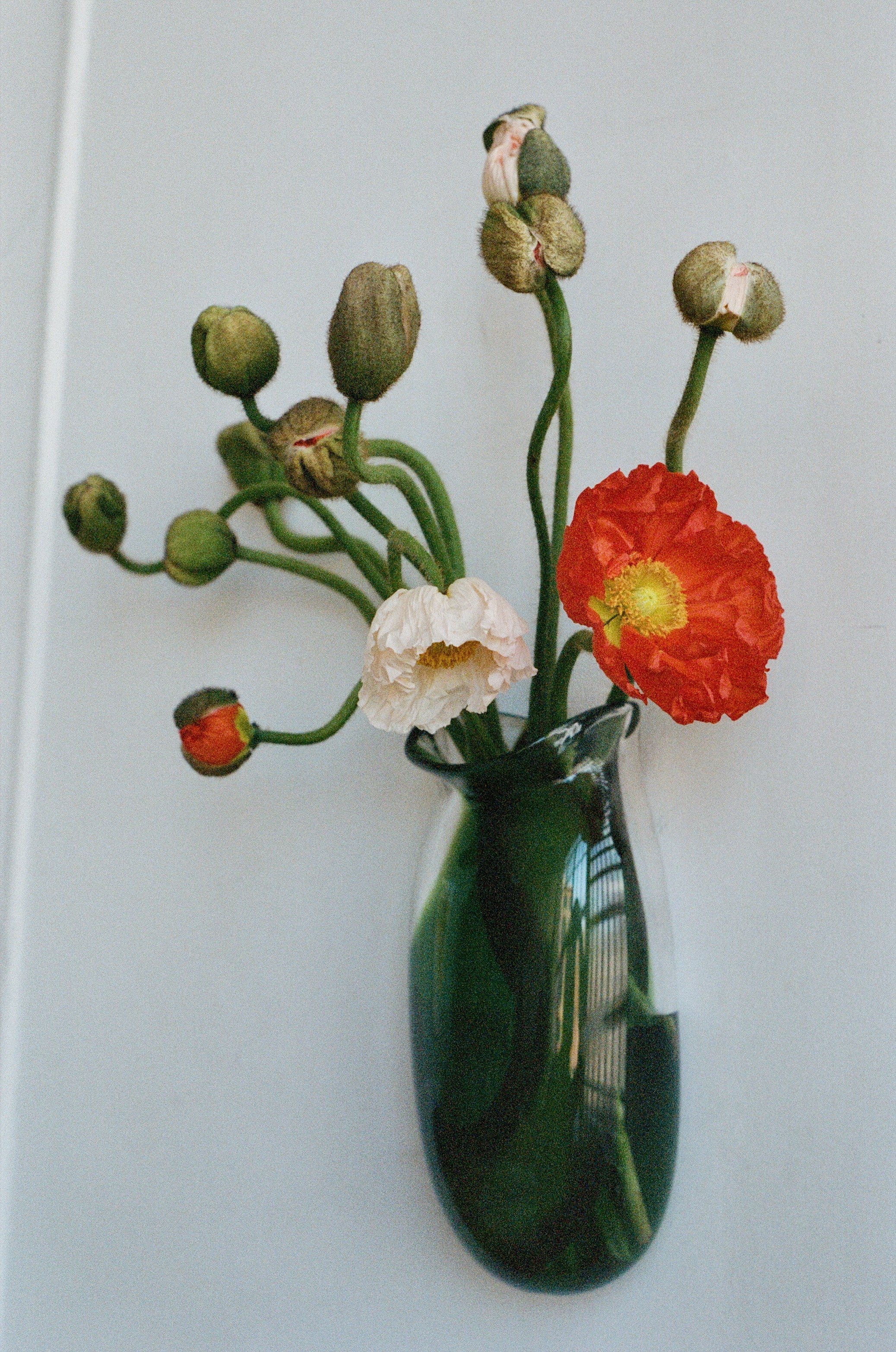 A glass vase with a few poppy flowers, some unopened buds, and one red-orange flower, set against a plain background.