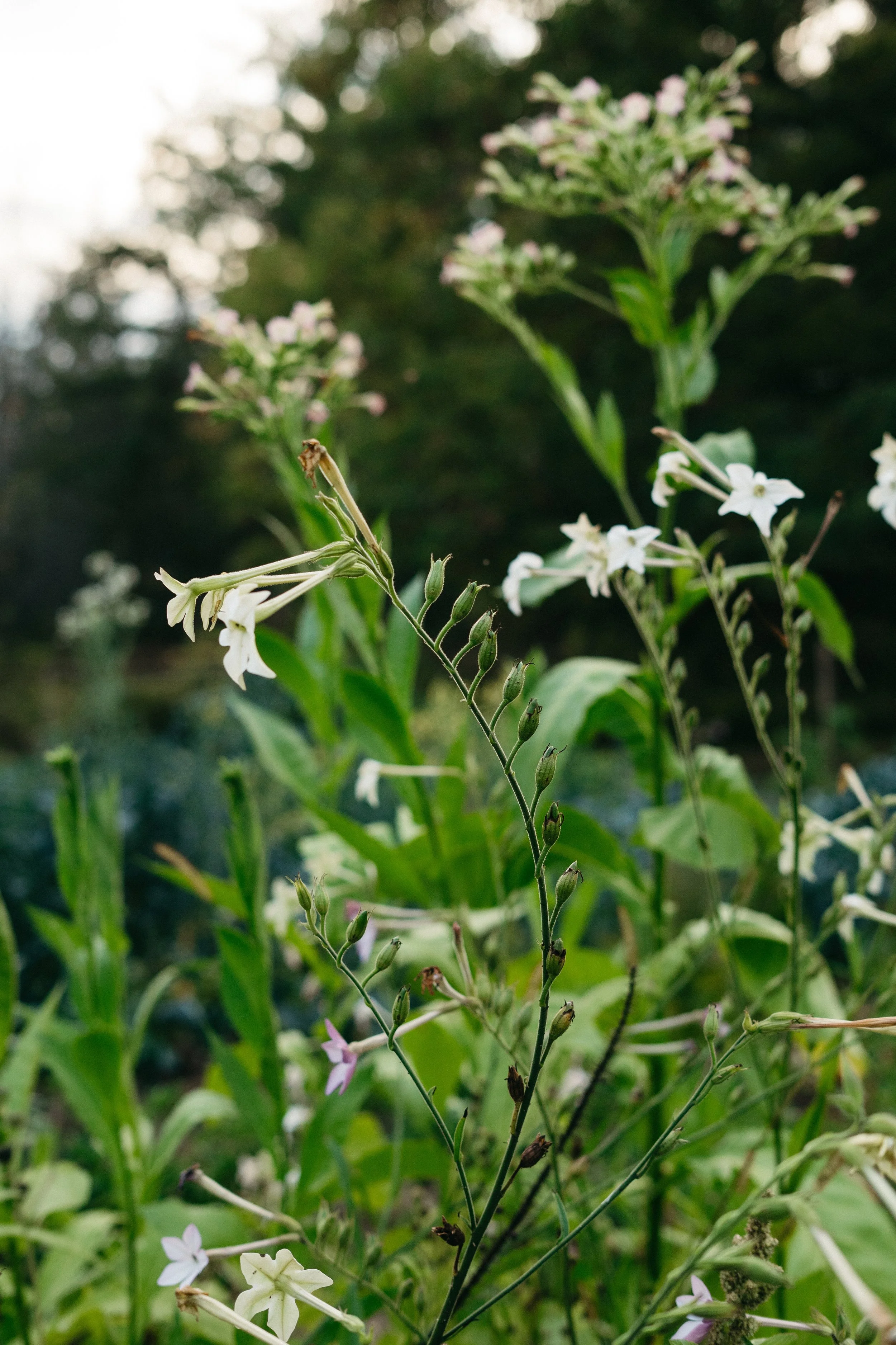 Close-up of a flowering plant with white and pale pink flowers and green leaves, outdoors in natural light.