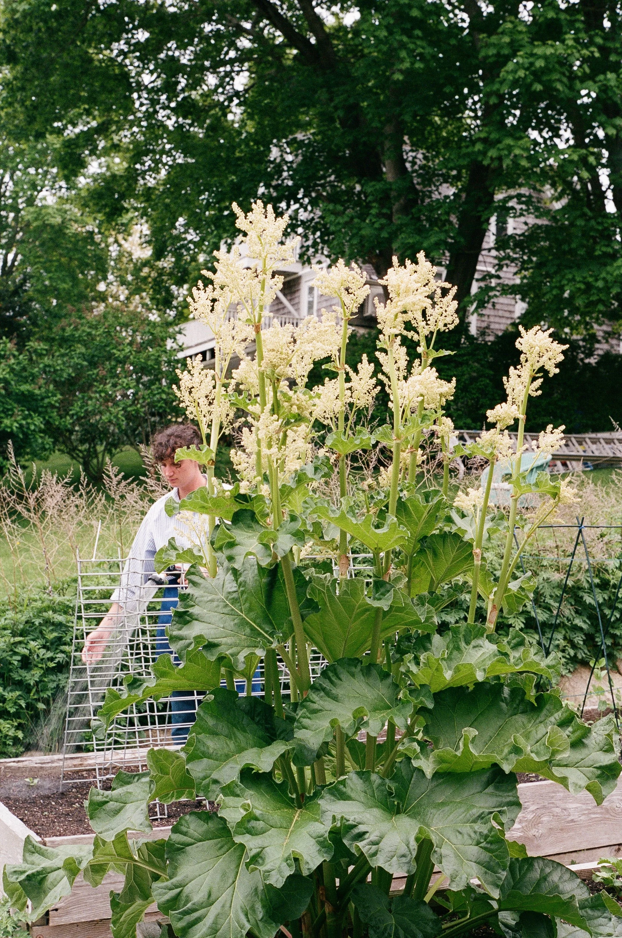 A person tending to a large leafy plant with white flowers in a garden or backyard setting.