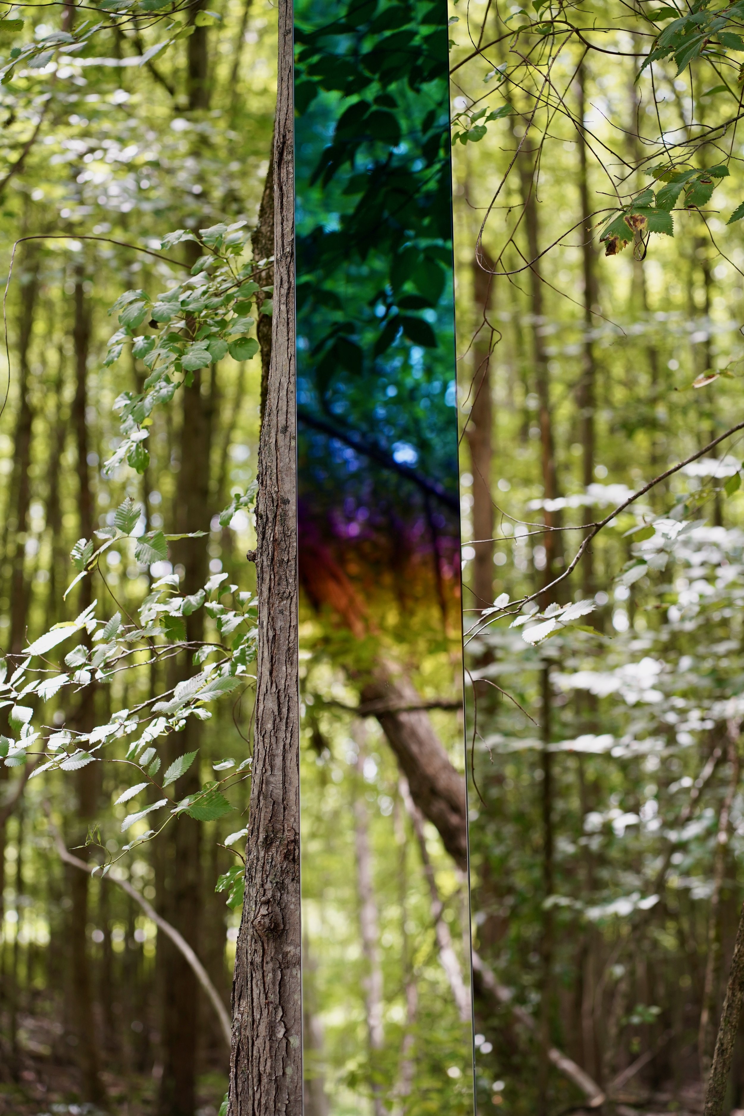 Close-up of a tree with a vertical mirror reflecting the colorful forest scene behind it in a wooded area.