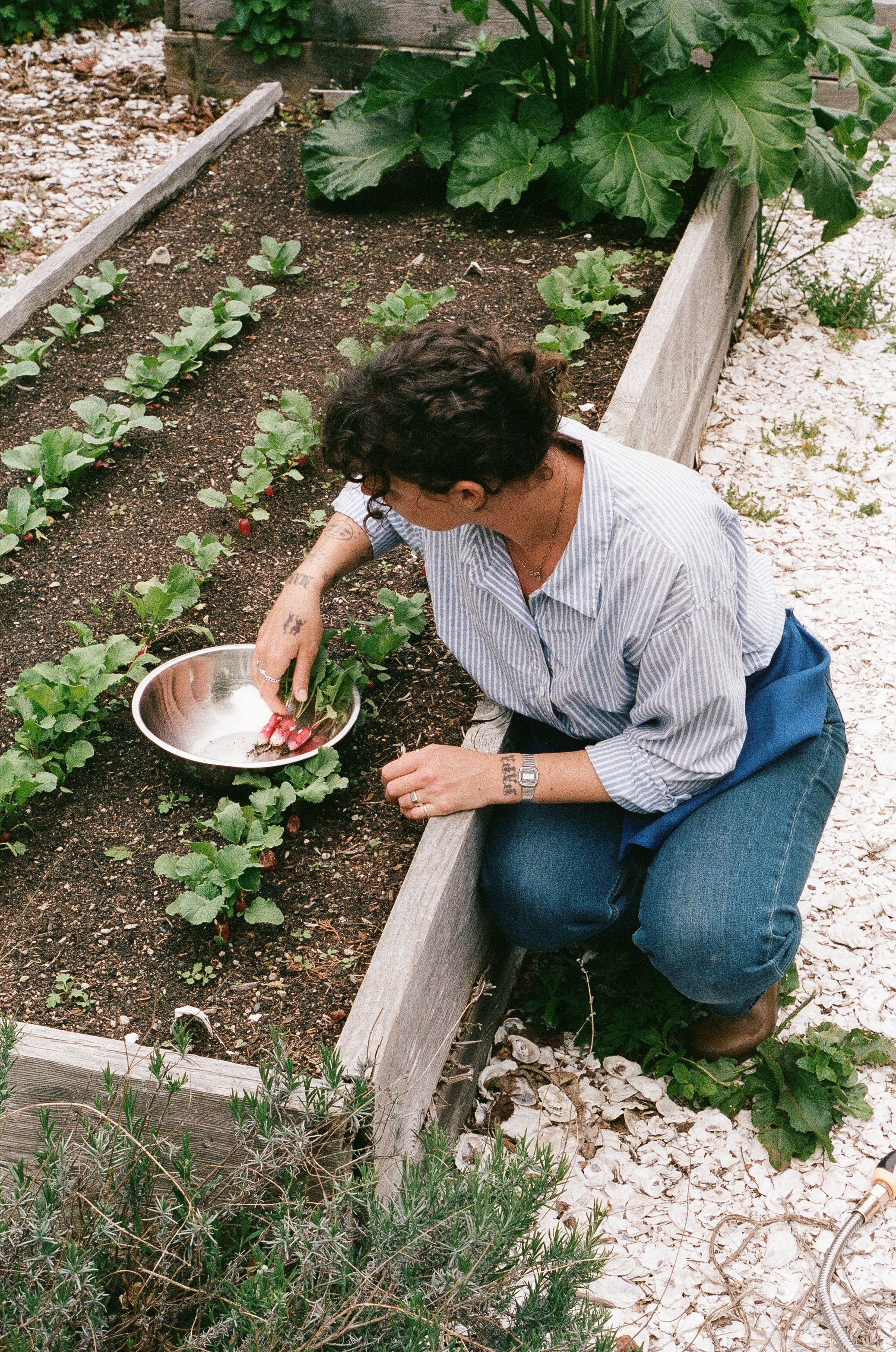 Person harvesting radishes in a vegetable garden with green leafy plants and freshly planted greens.