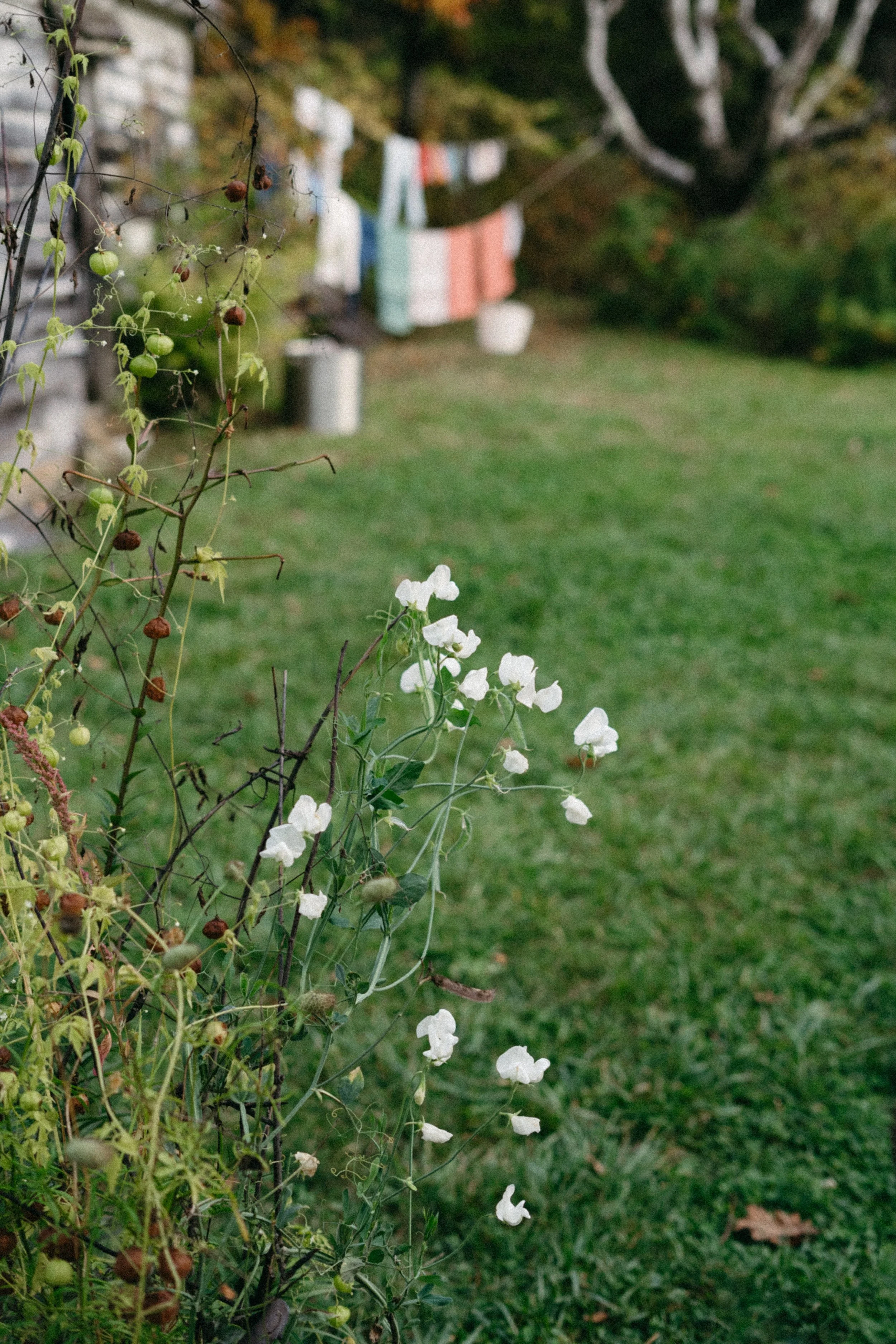 Garden scene with climbing plants, white flowers, and a grassy lawn with laundry hanging on a clothesline in the background.