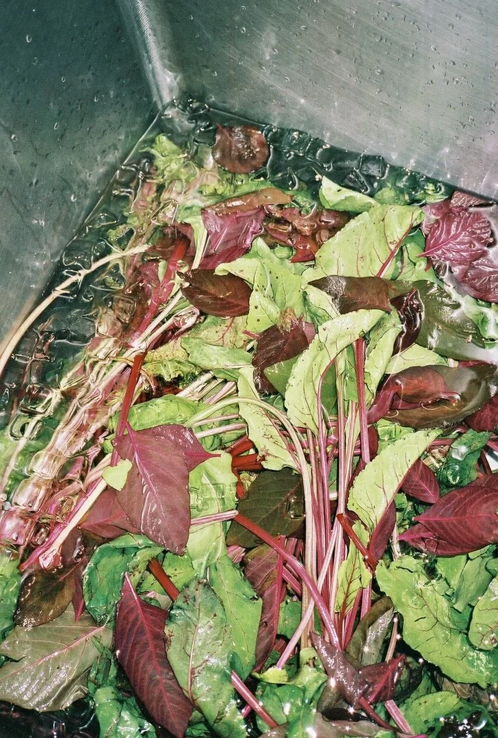 Fresh leafy greens and herbs submerged in water in a metal container.