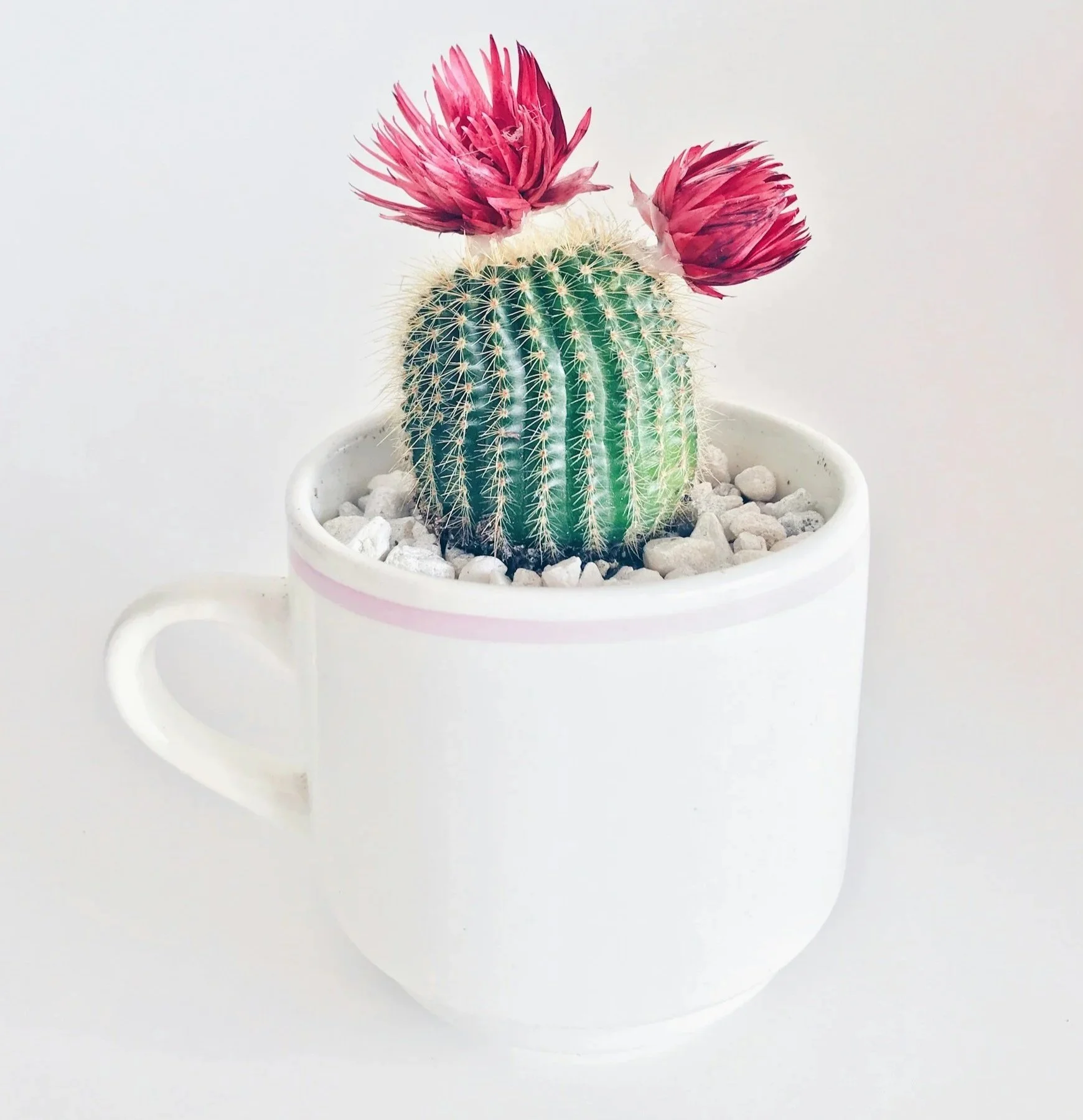 A small round cactus with pink flowers in a white mug with pink trim, filled with white rocks.