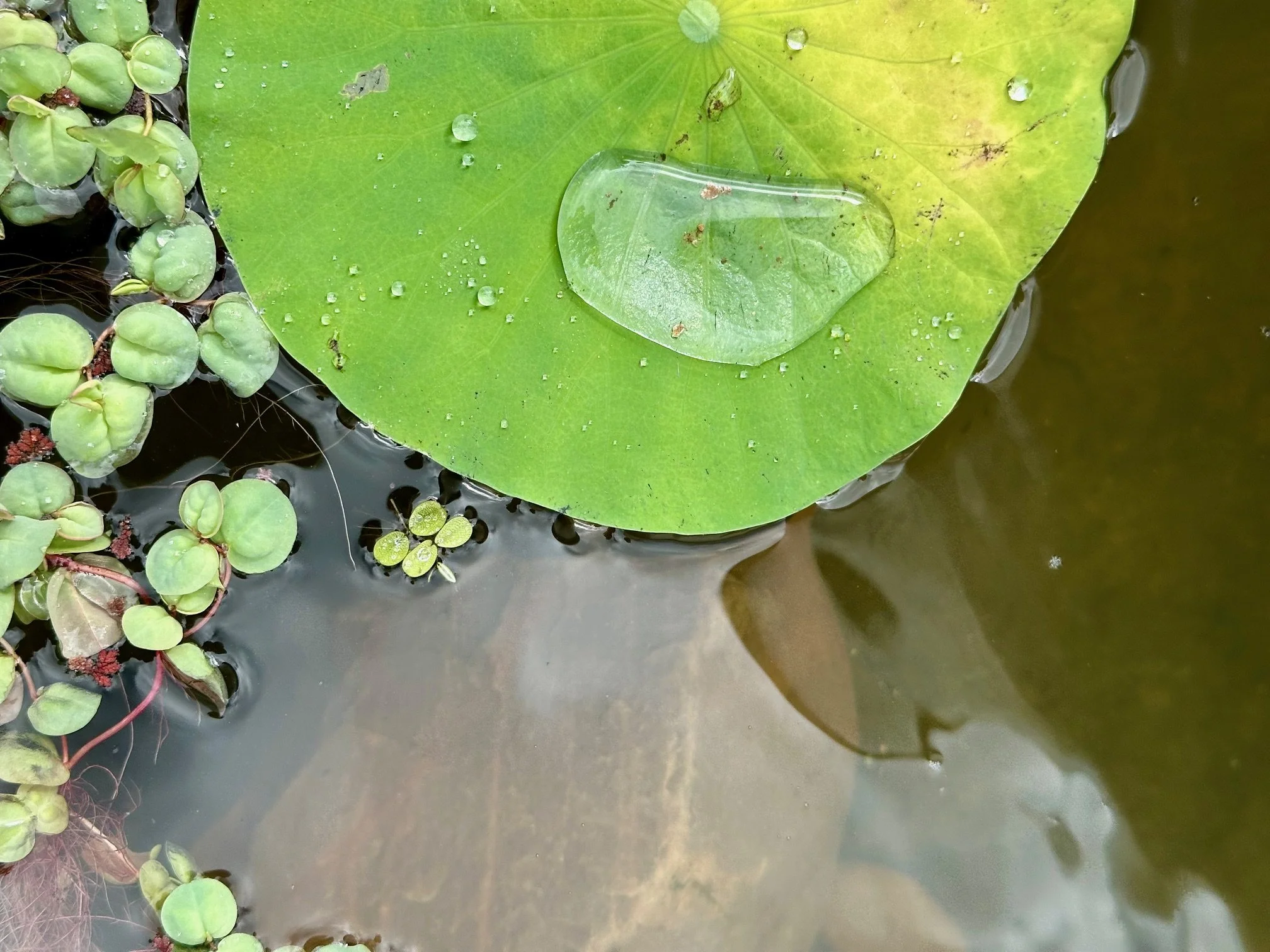 The Verdant Center: Cultivating Restorative Balance