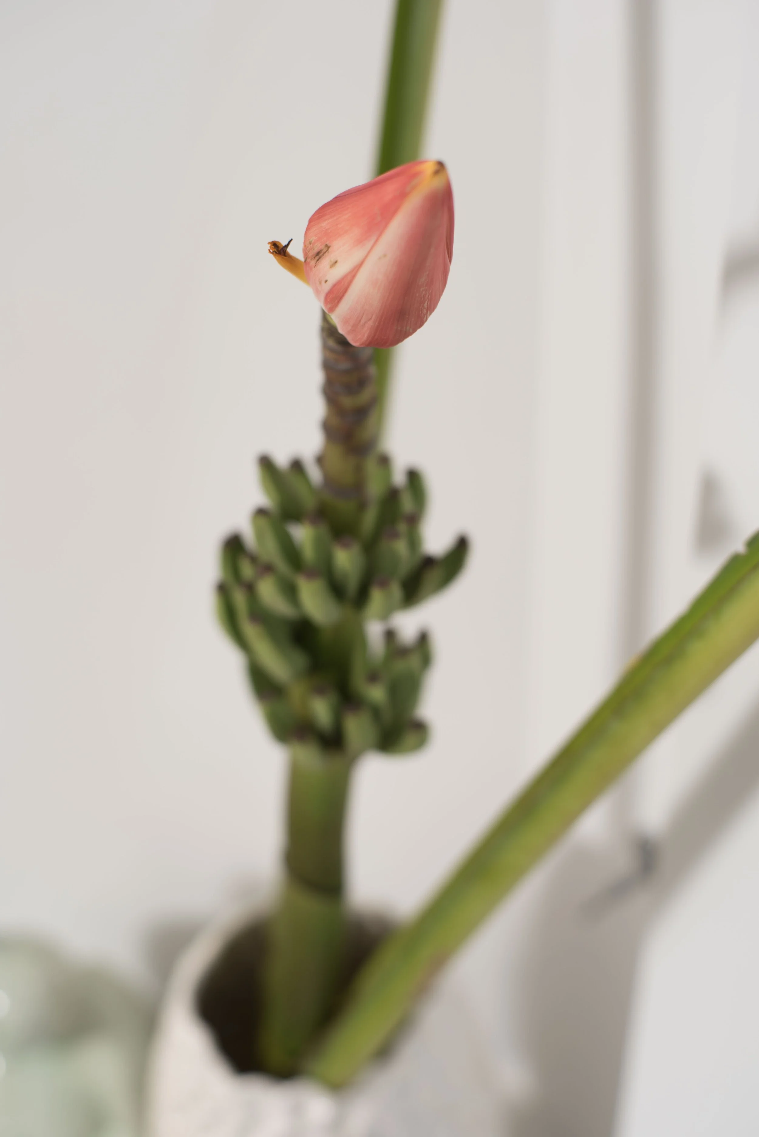 Close-up of a potted plant with a pink flower and green stems, against a plain background. Interior design by Sarah Barnard. 