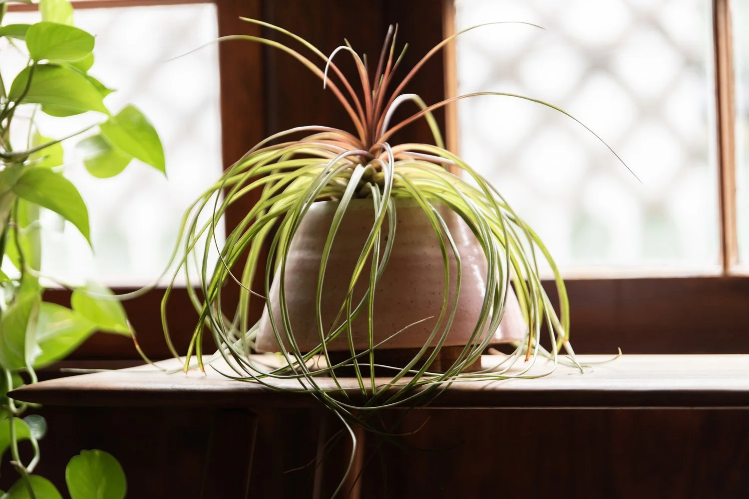 Photo by: Steven Dewall
The many indoor plants throughout this home create a biophilic connection with the serenity of nature.