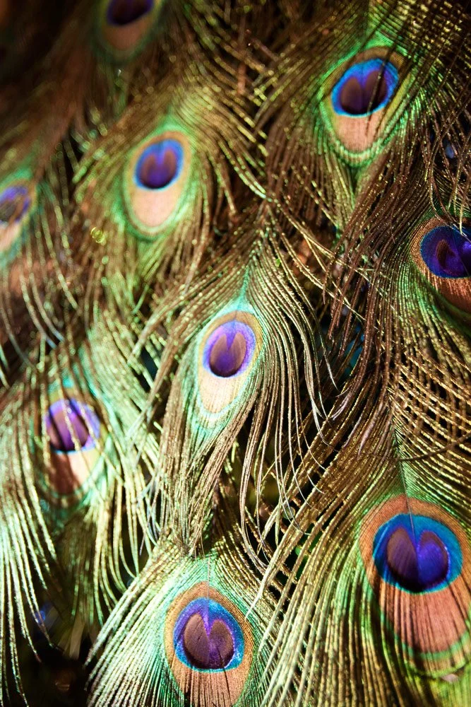 Photo by: Brad Nicol
A close-up shot reveals the feathers tucked within the holiday tree.