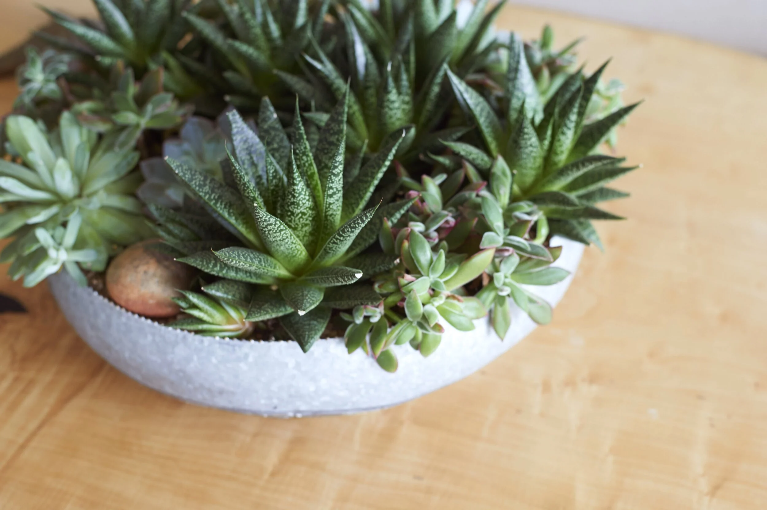 Various types of succulents arranged in a white textured container on a wooden surface. Interior design by Sarah Barnard. 
