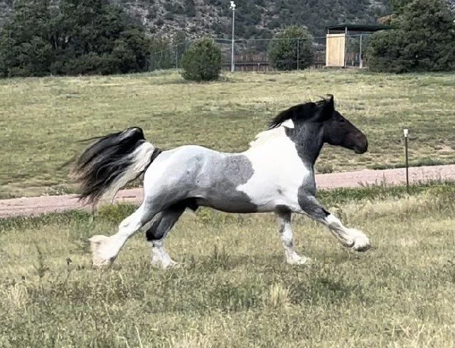 A Gypsy Vanner Stallion running in a field.