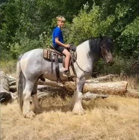 A boy riding a Gypsy Vanner Stallion in an outdoor setting with trees and dry grass