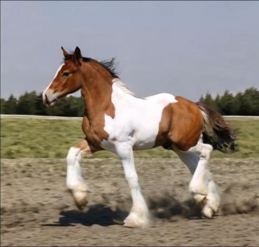 A paint horse running on a dirt track with green grass and trees in the background.