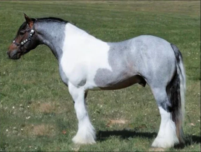 A Gypsy Vanner Stallion standing on grass, facing to the left, with a beaded bridle on its head.