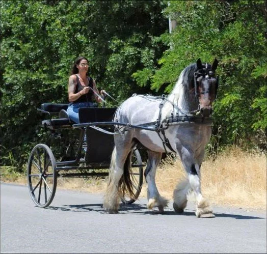 Woman walking a Gypsy Vanner Stallion pulling a small cart along a road, with green trees in the background.
