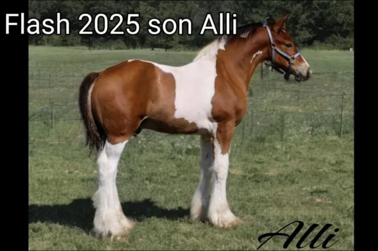 A brown and white paint horse standing on grass in a field with trees in the background. Overlaid text reads "Flash 2025 son Alli" at the top and "Alli" at the bottom right.