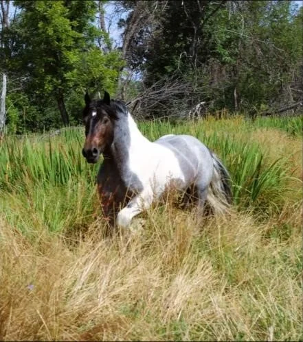 Gypsy Vanner Stallion running through tall grass in a natural outdoor setting with trees in the background.