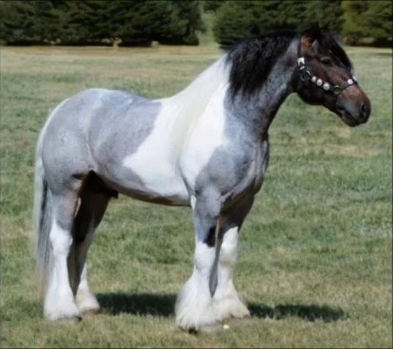 A Gypsy Vanner Stallion with a dark mane standing on a grassy field.