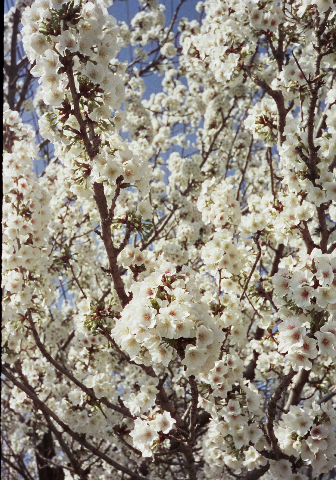 CineStill 400D | April 2025
