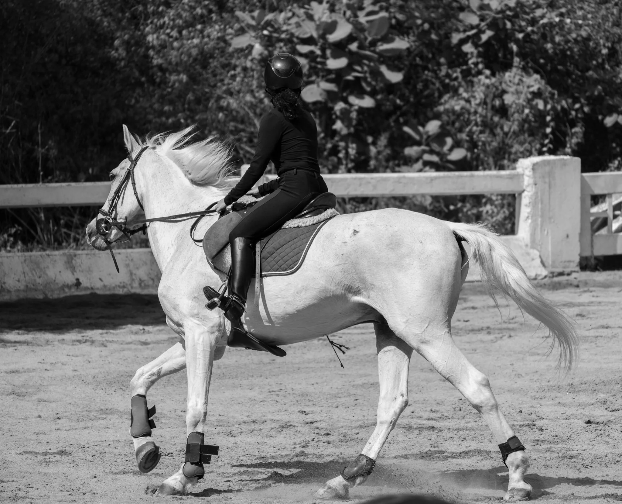 jinete en caballo blanco.jpg