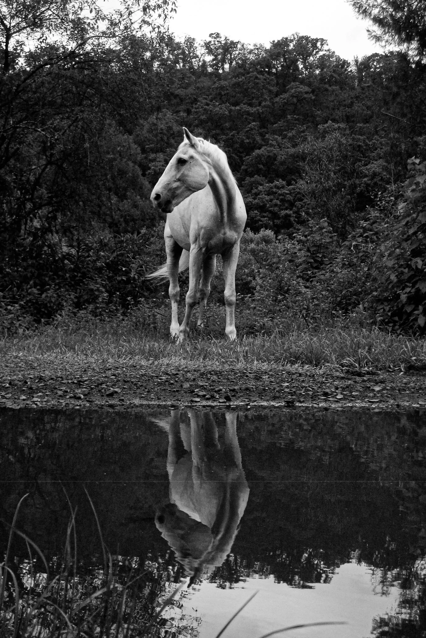 Caballo Blanco y su reflejo.jpg