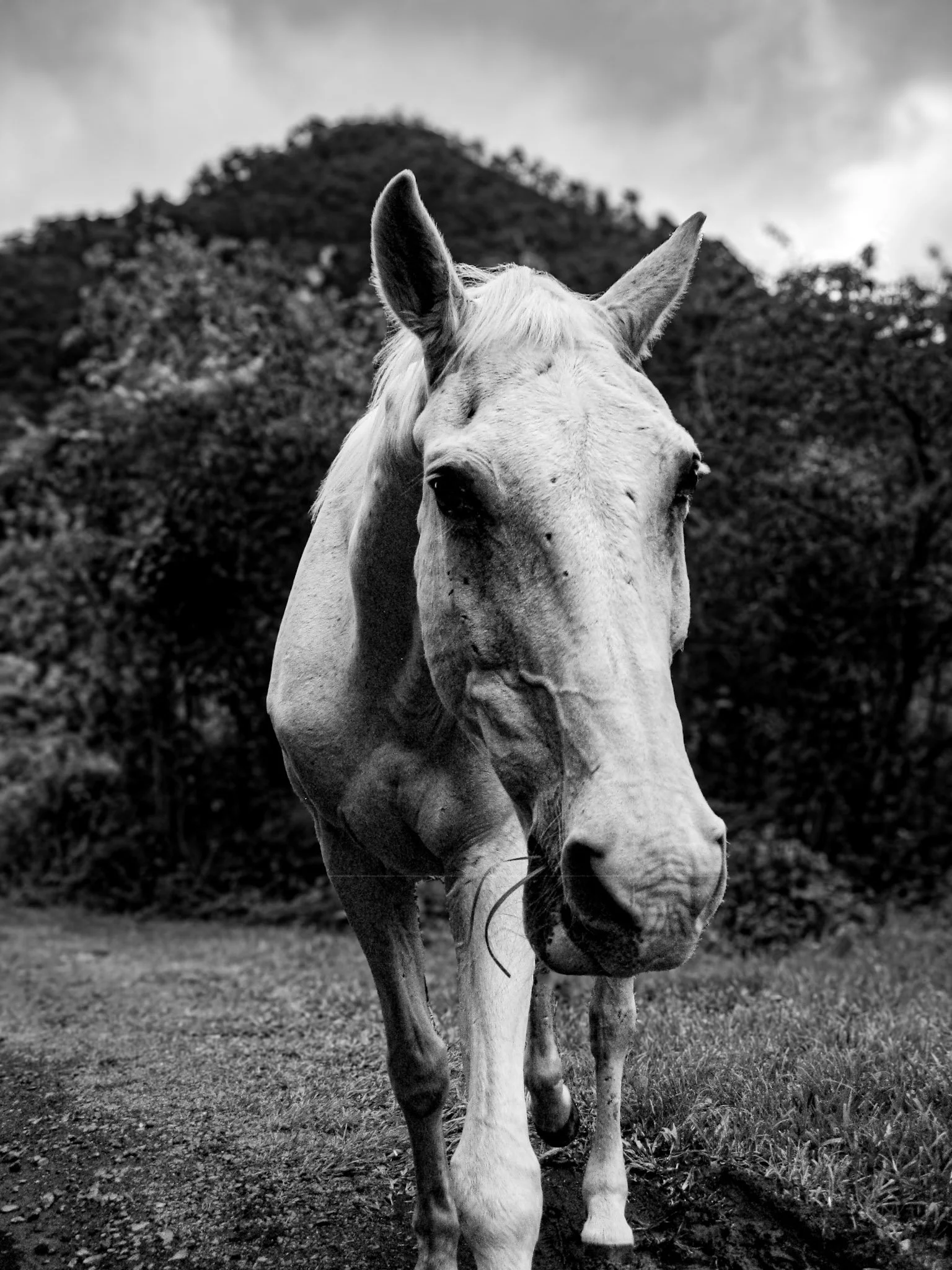 retrato caballo blanco.jpg