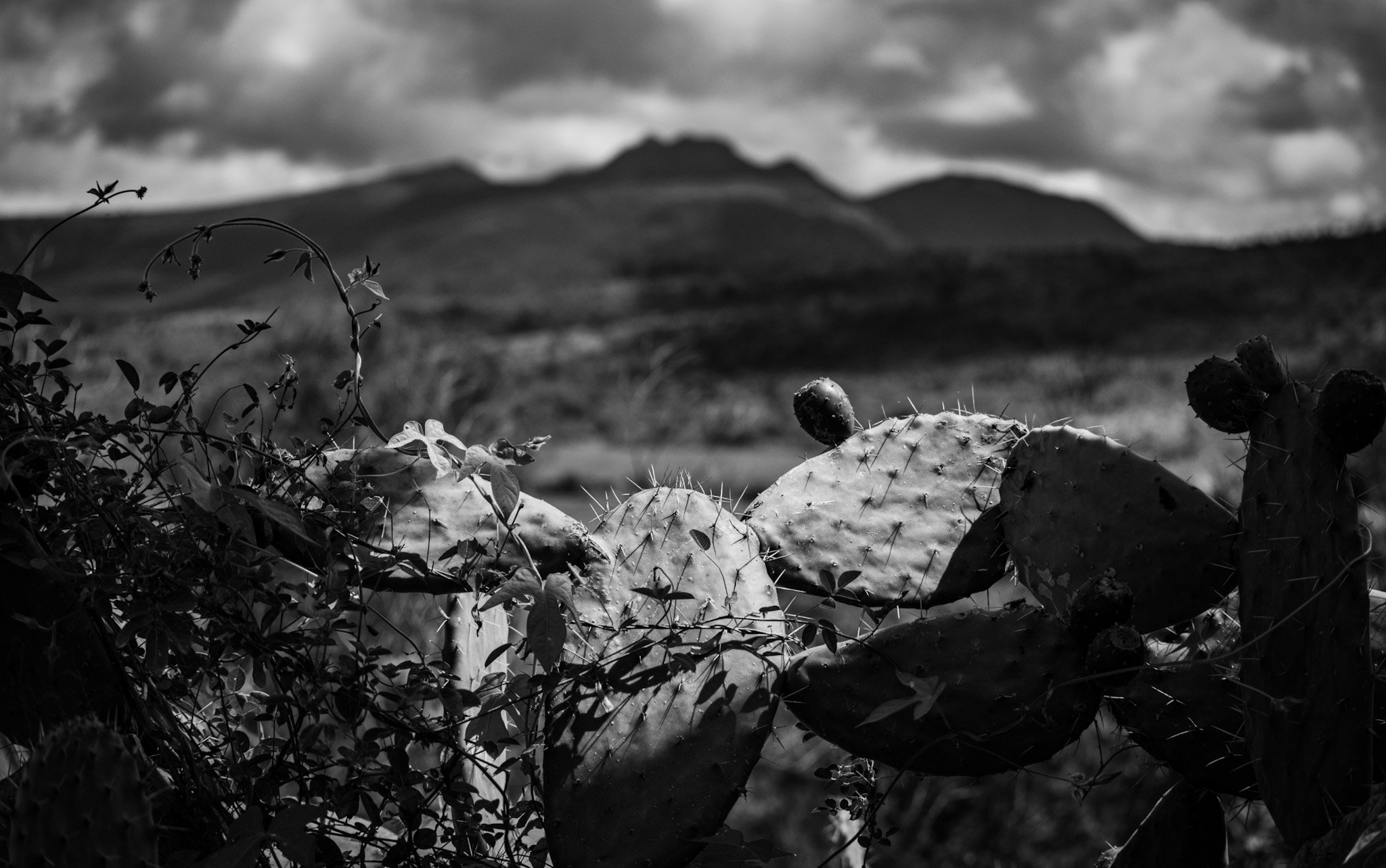 opuntia y paisaje.jpg