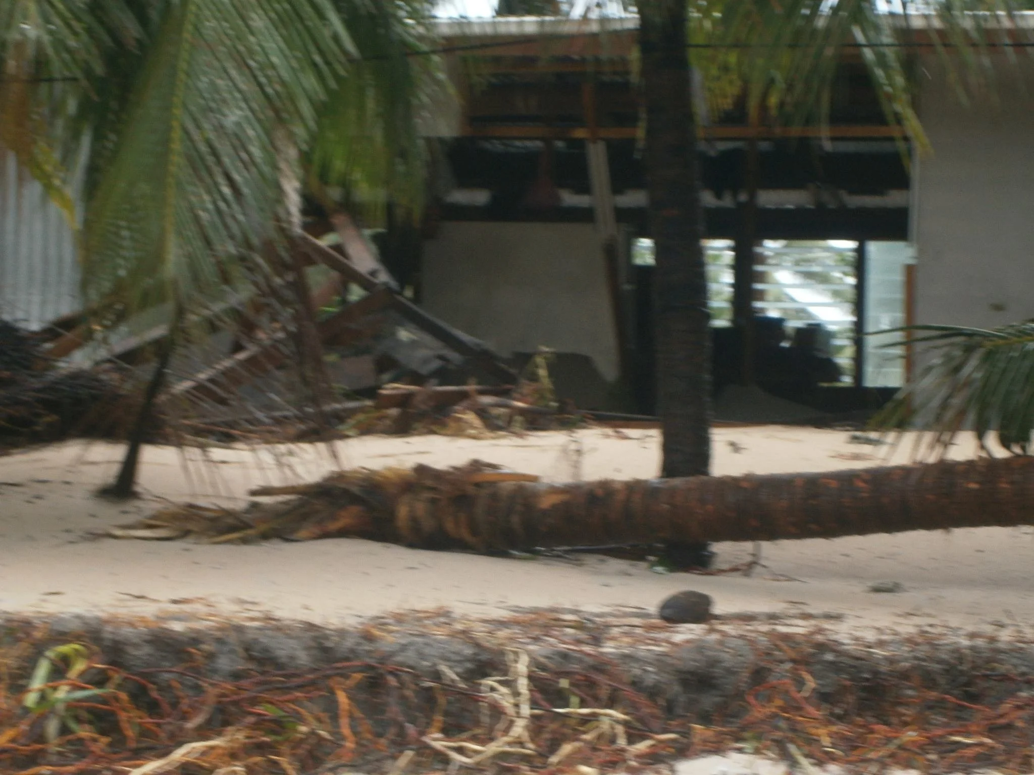 Coconut trees down