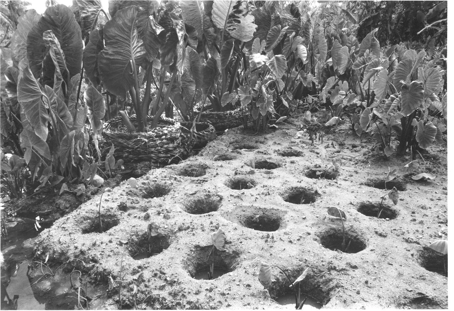 Talo o Manuao - May 1974