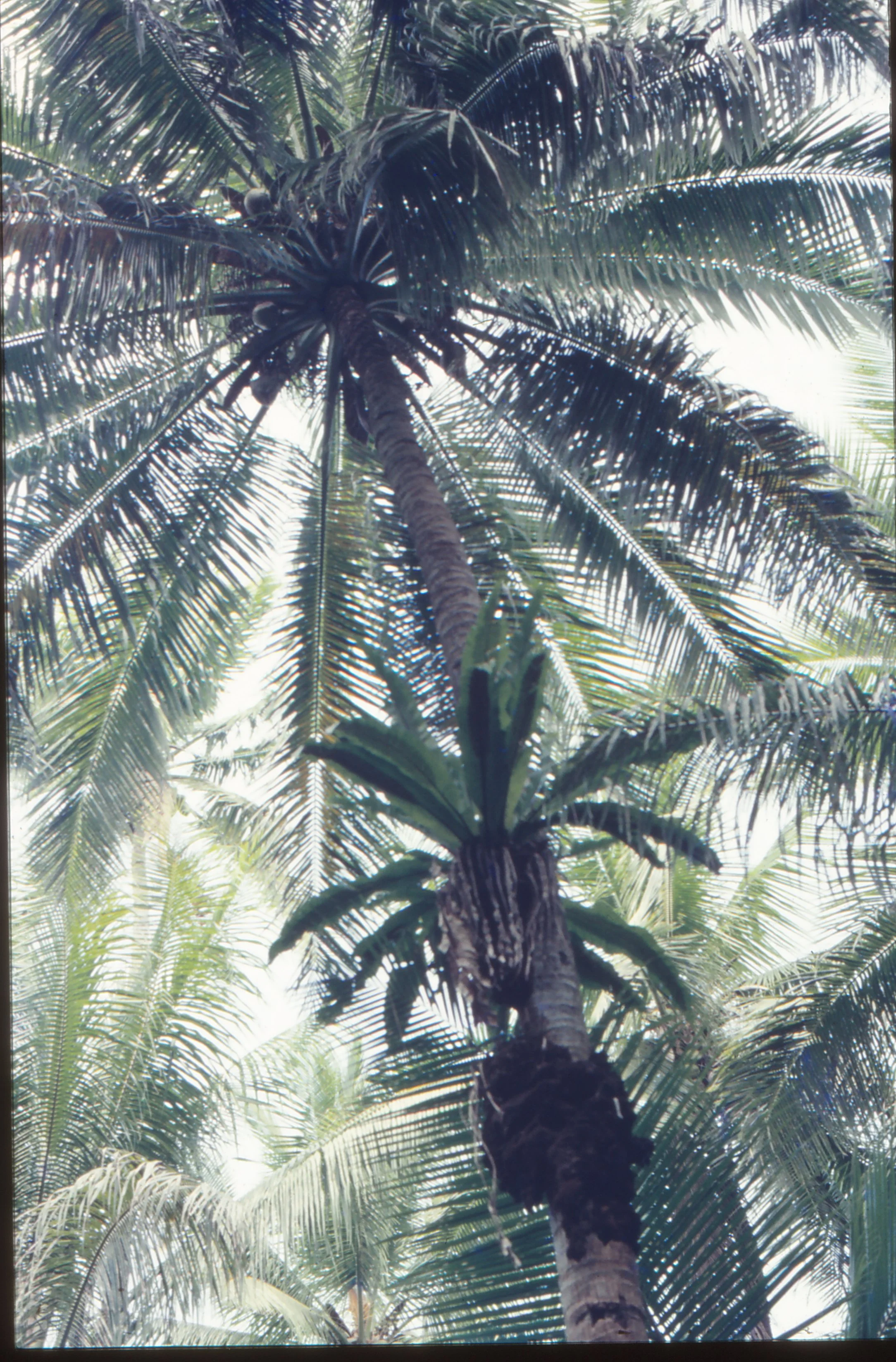 Katafa (lau katafa), niu