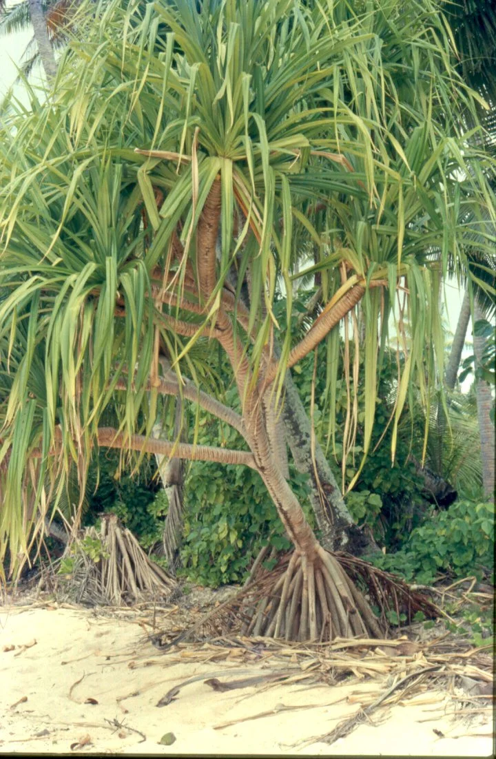Fala