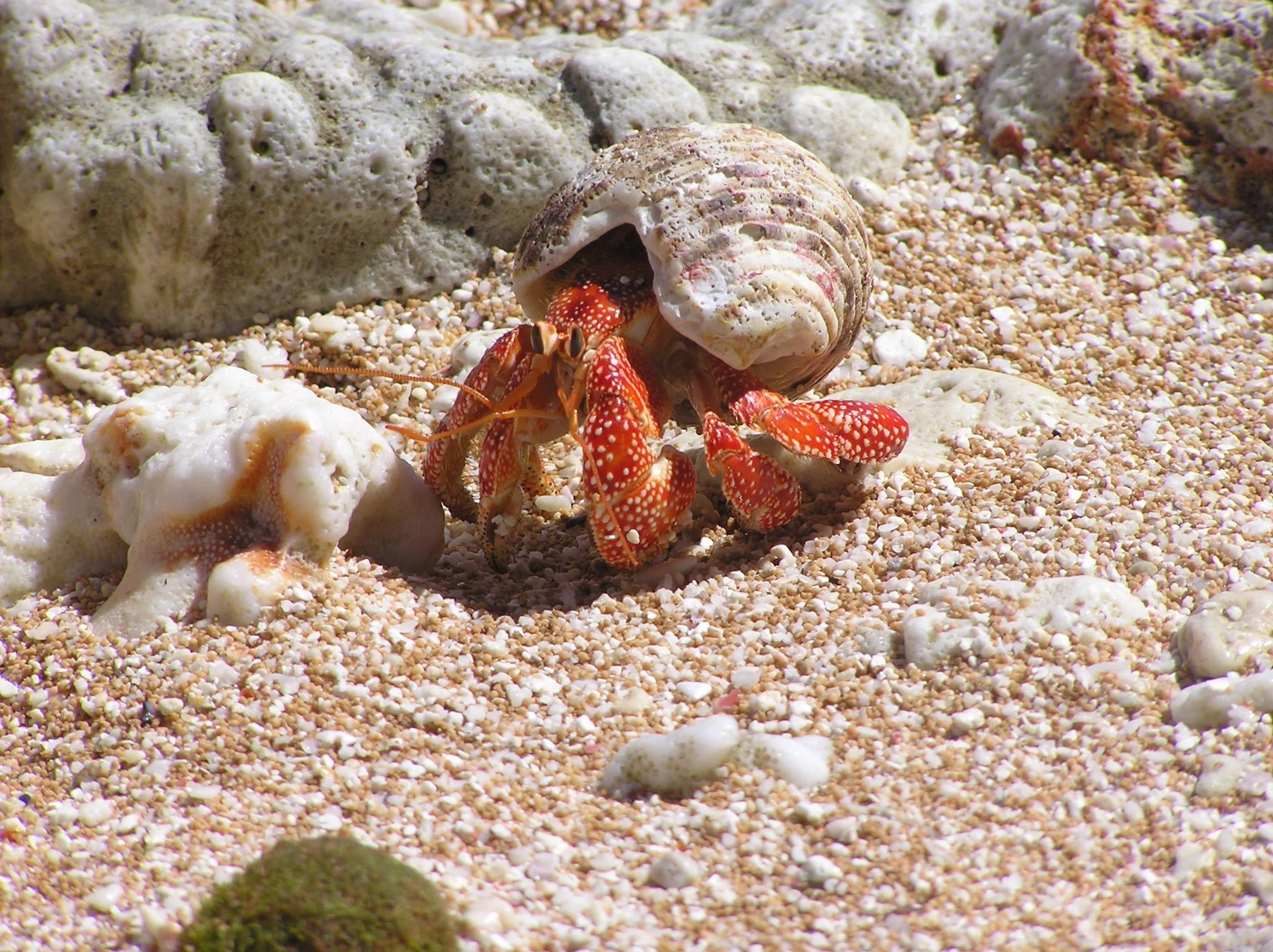 Halahala ona tauhoa?