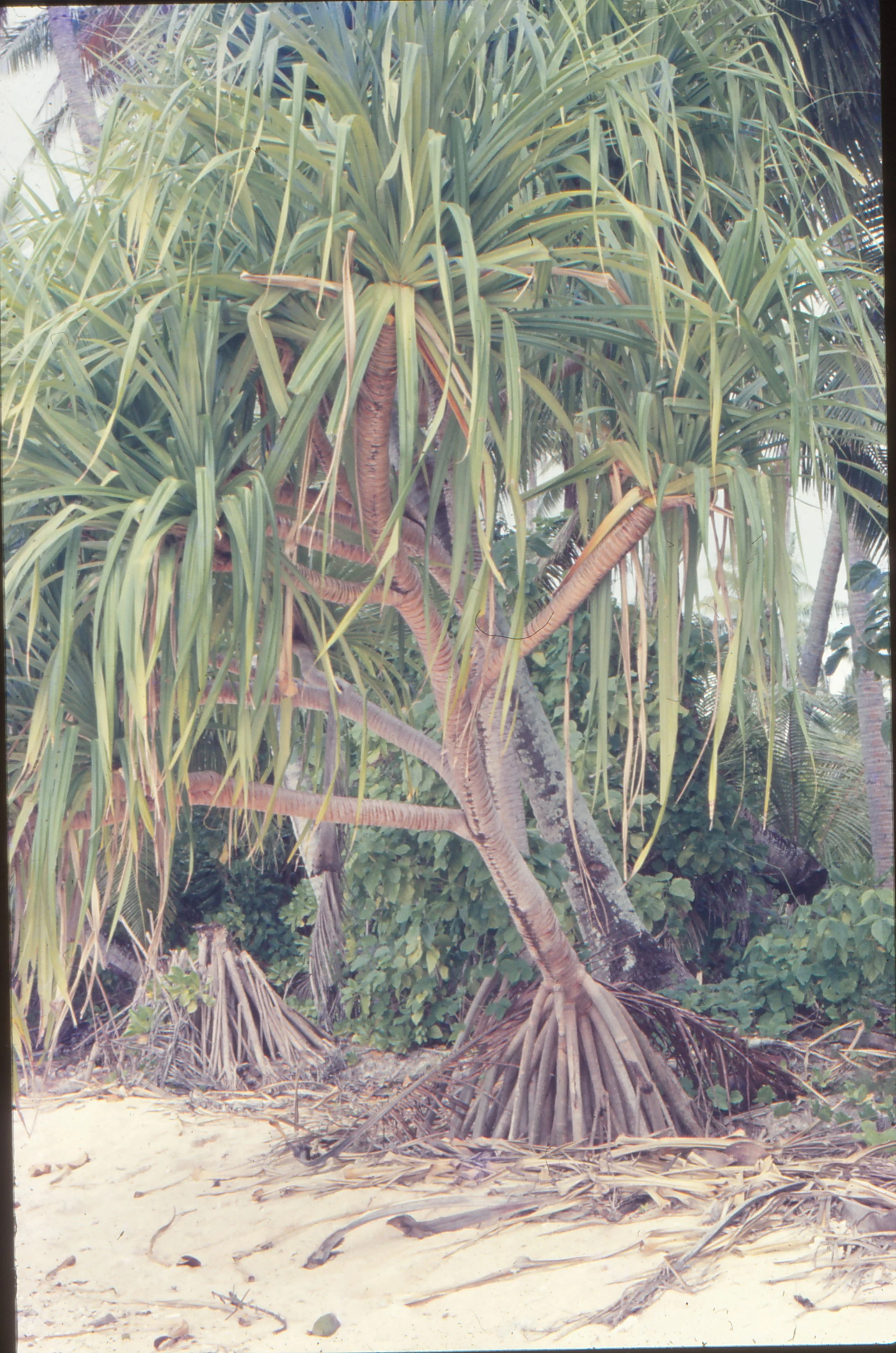 Fala - Lakena January 1974.jpg