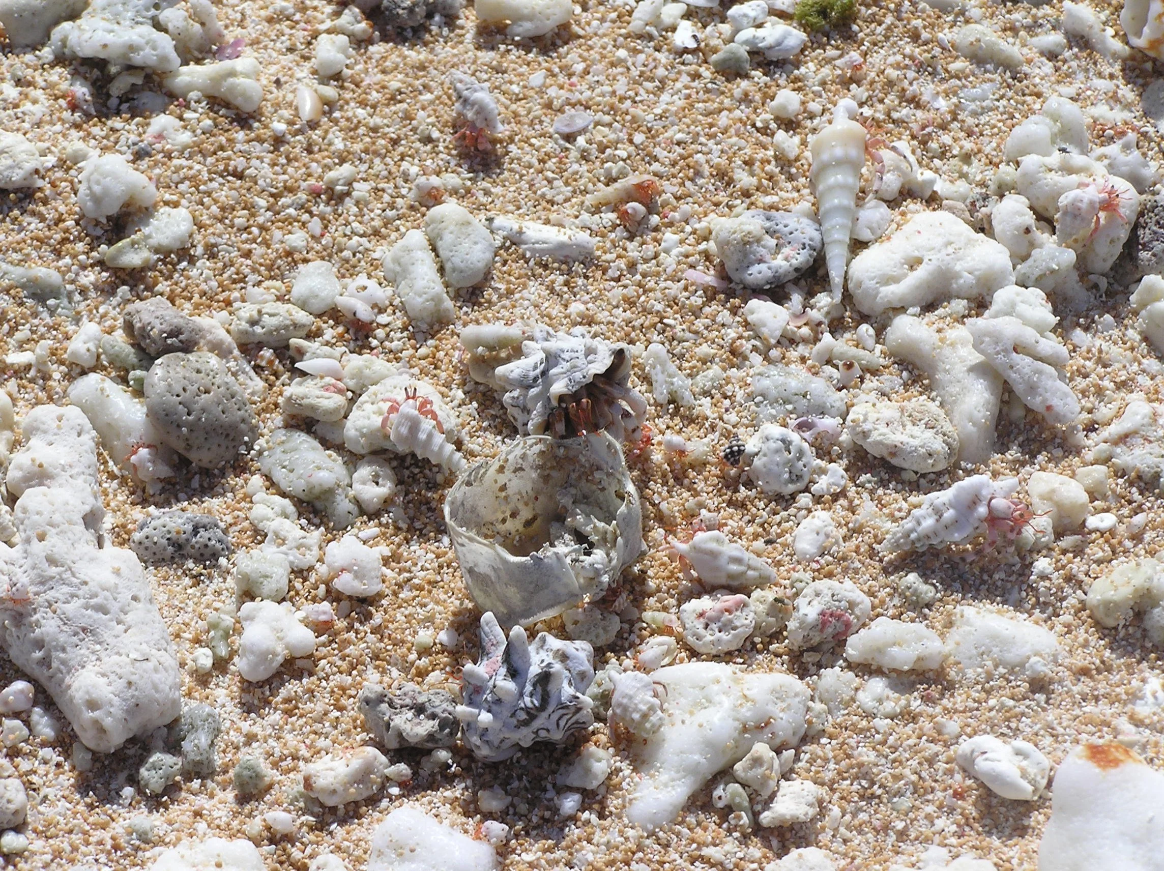 Mata, e fia uga ikonei?