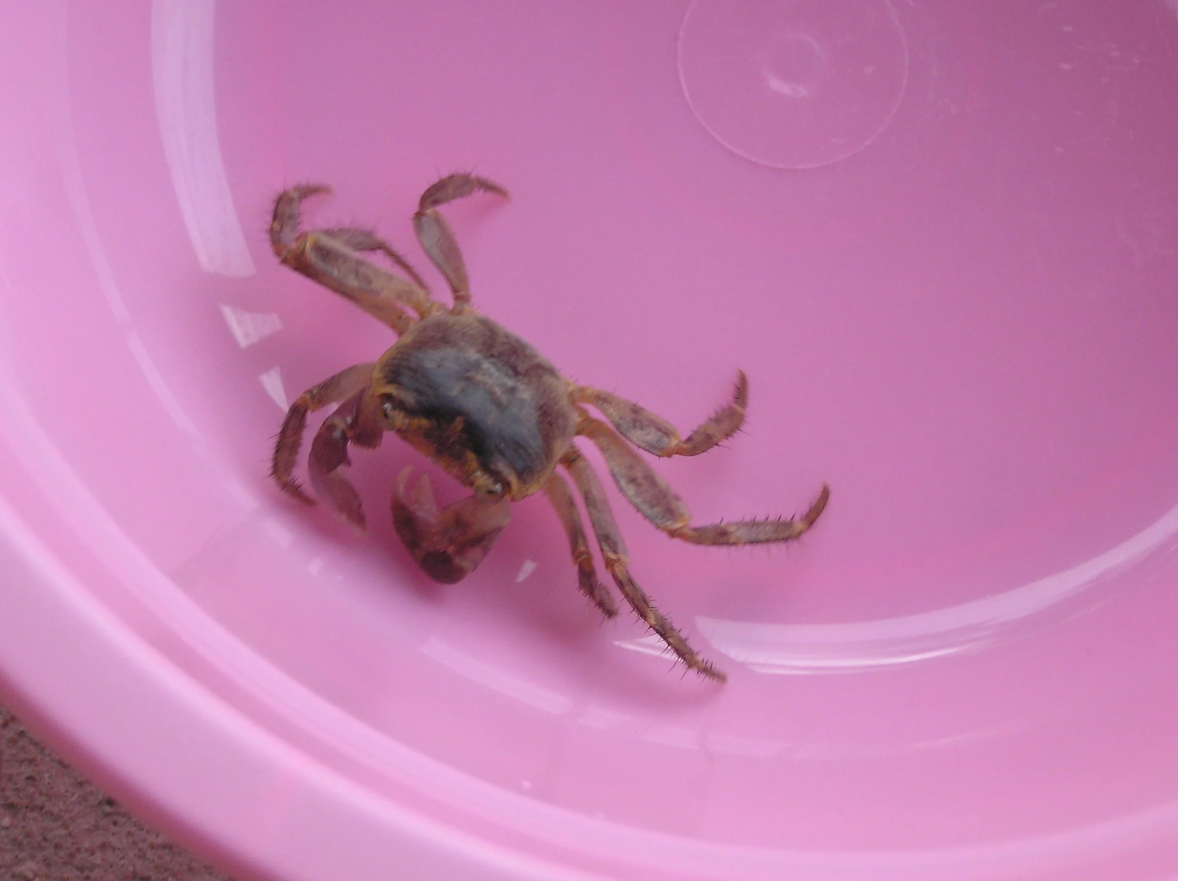 Paikea.  Had climbed up our mosquito net in Nanumea one morning.