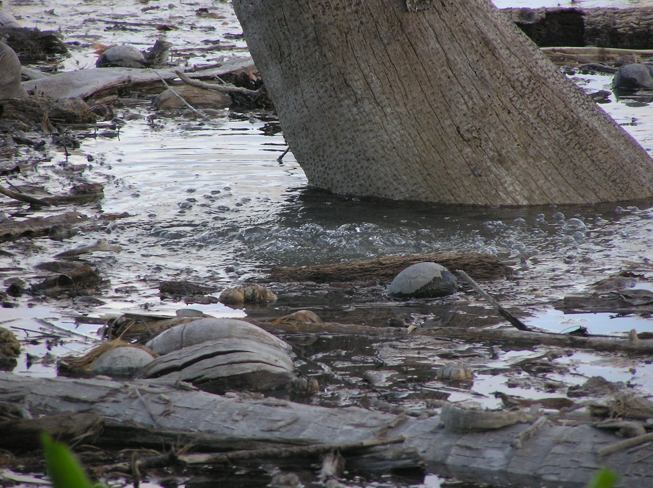 Album 10 -  2003-04 Tuvalu trip 090.jpg