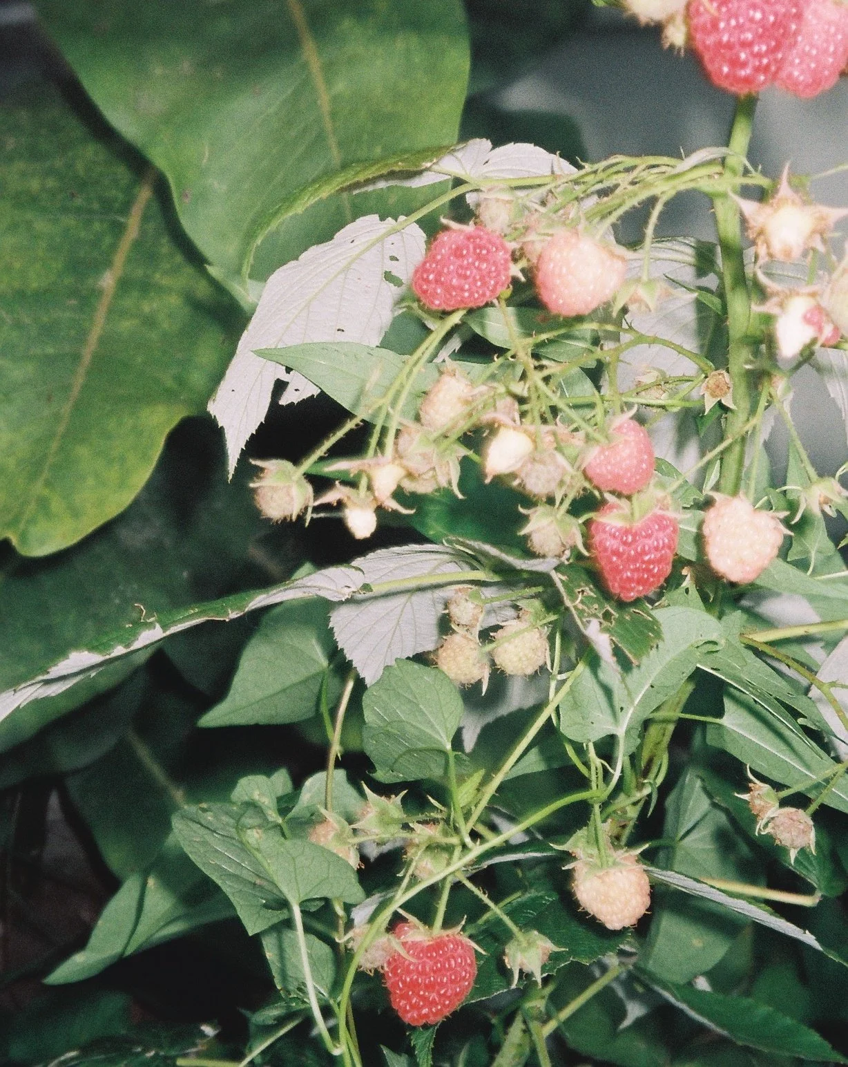 raspberry, 35mm